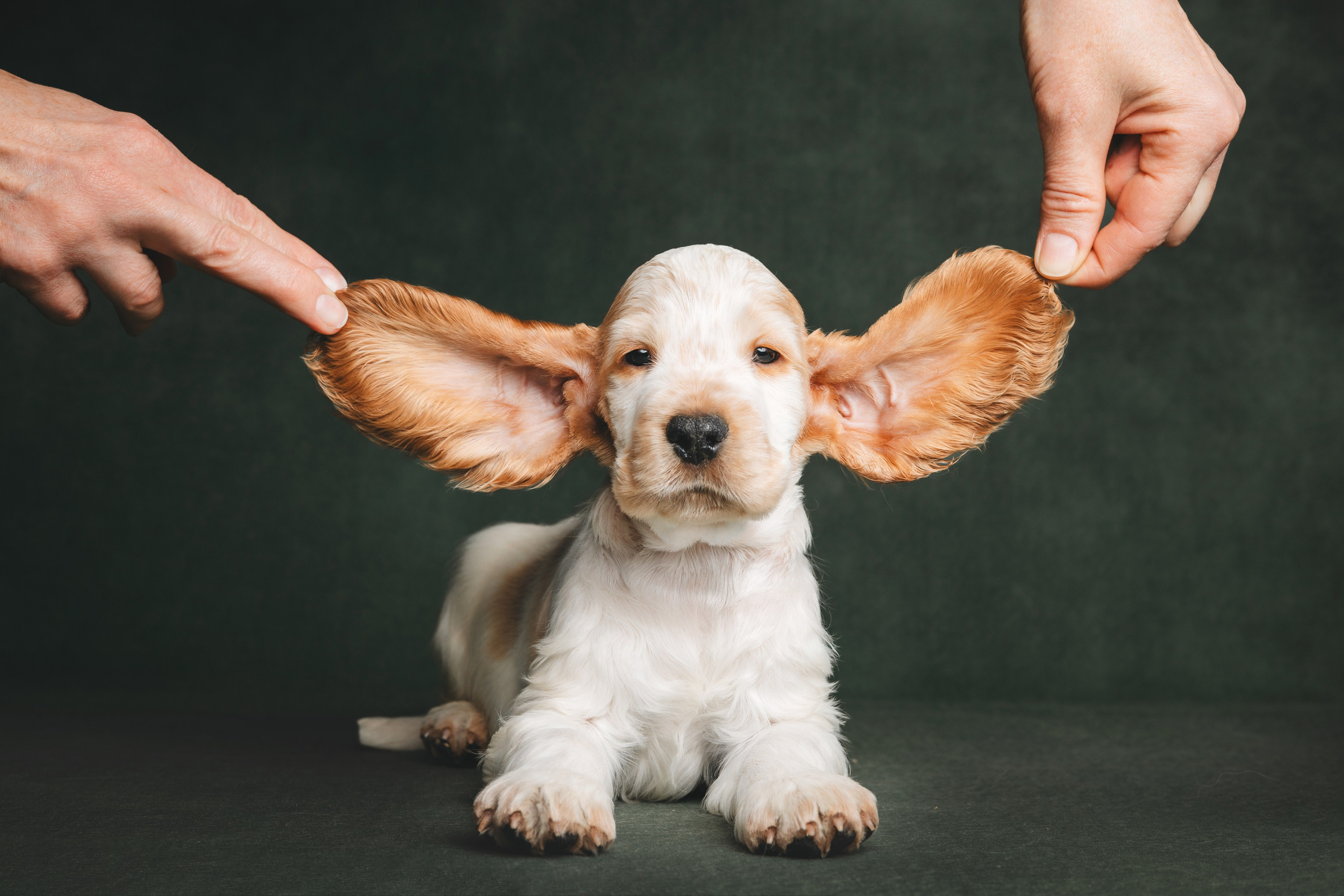 Английские коккер-спаниели. Фотограф анималист Осипчикова Мария