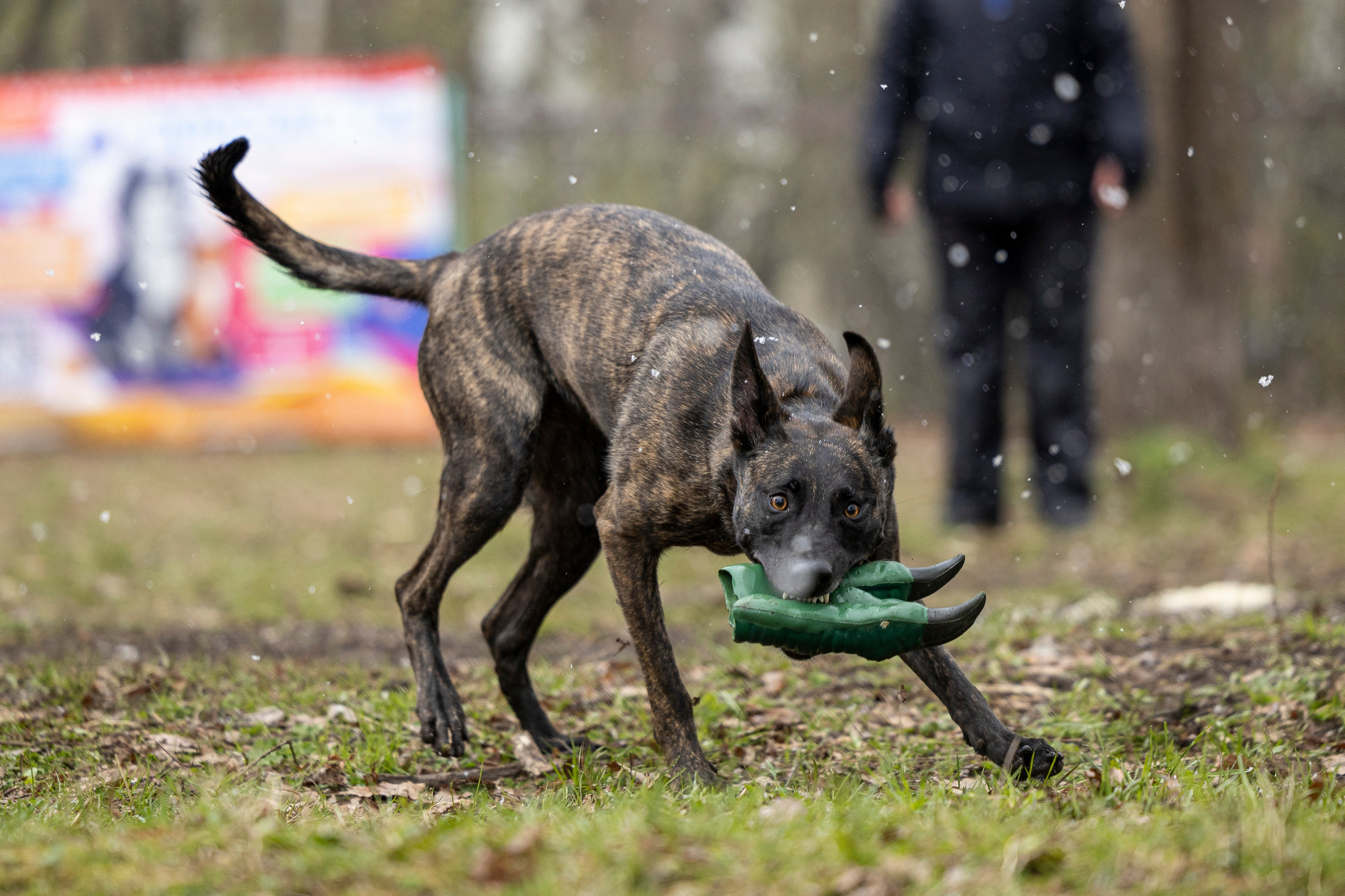 Квалификационные состязания по мондьорингу г. Вологда 11.05.24. Фотограф-анималист Анна Маринич