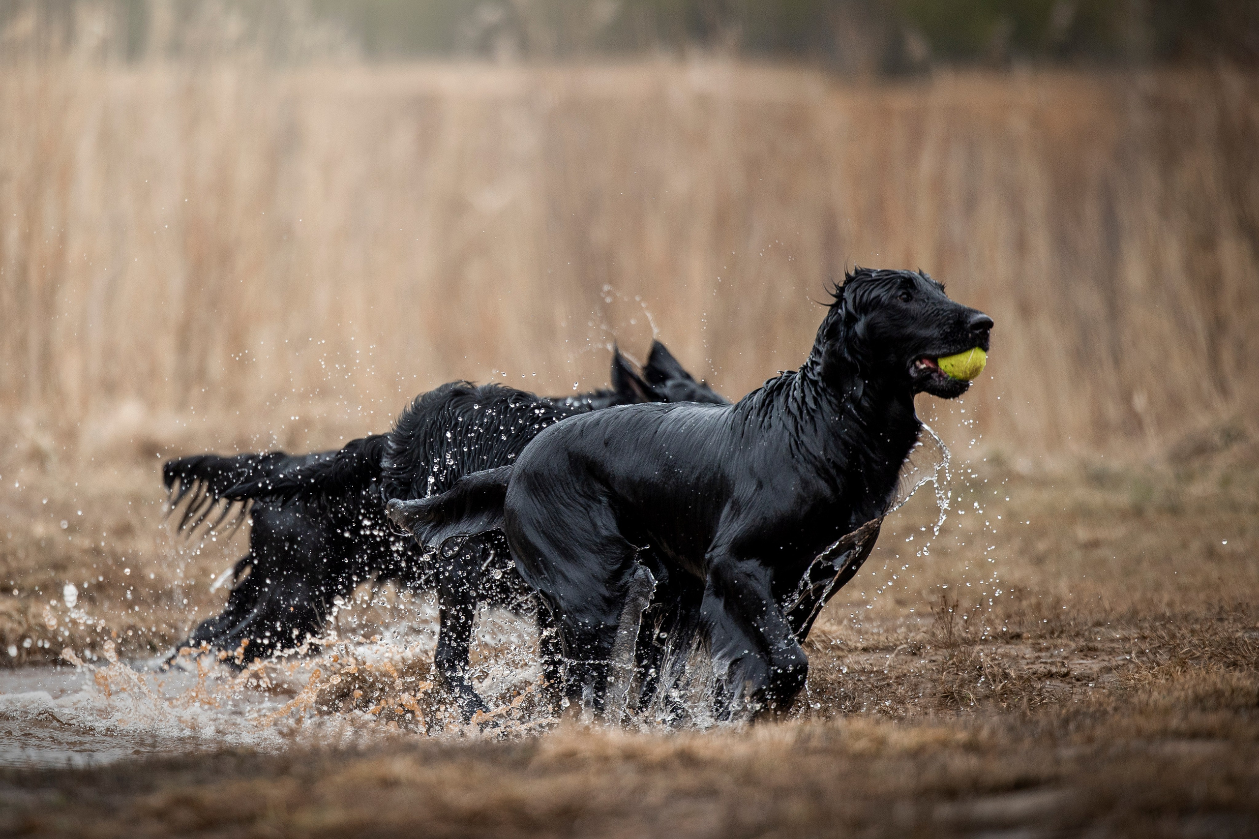 Ора, Ева, Рози и их семья. Фотограф — Анималист | Санкт-Петербург