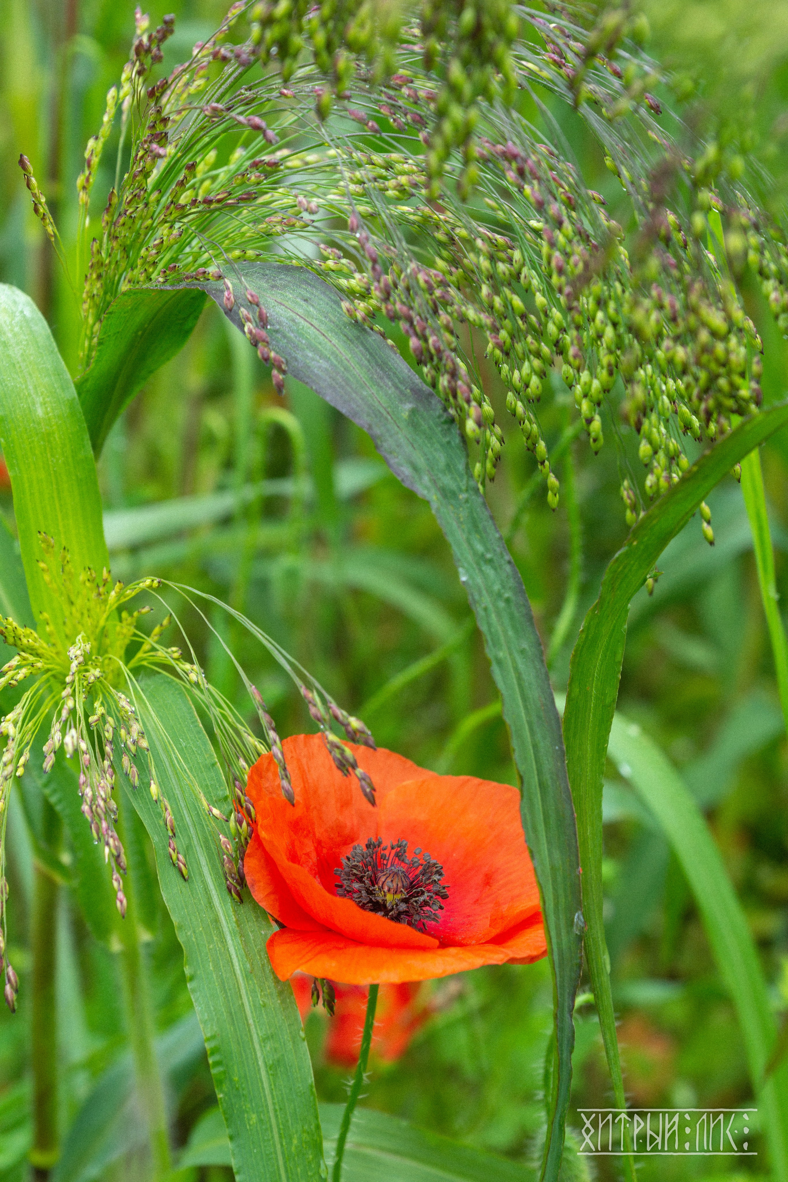 Беларусь. Фотограф-путешественник Самойлов Максим «Sly Fox»