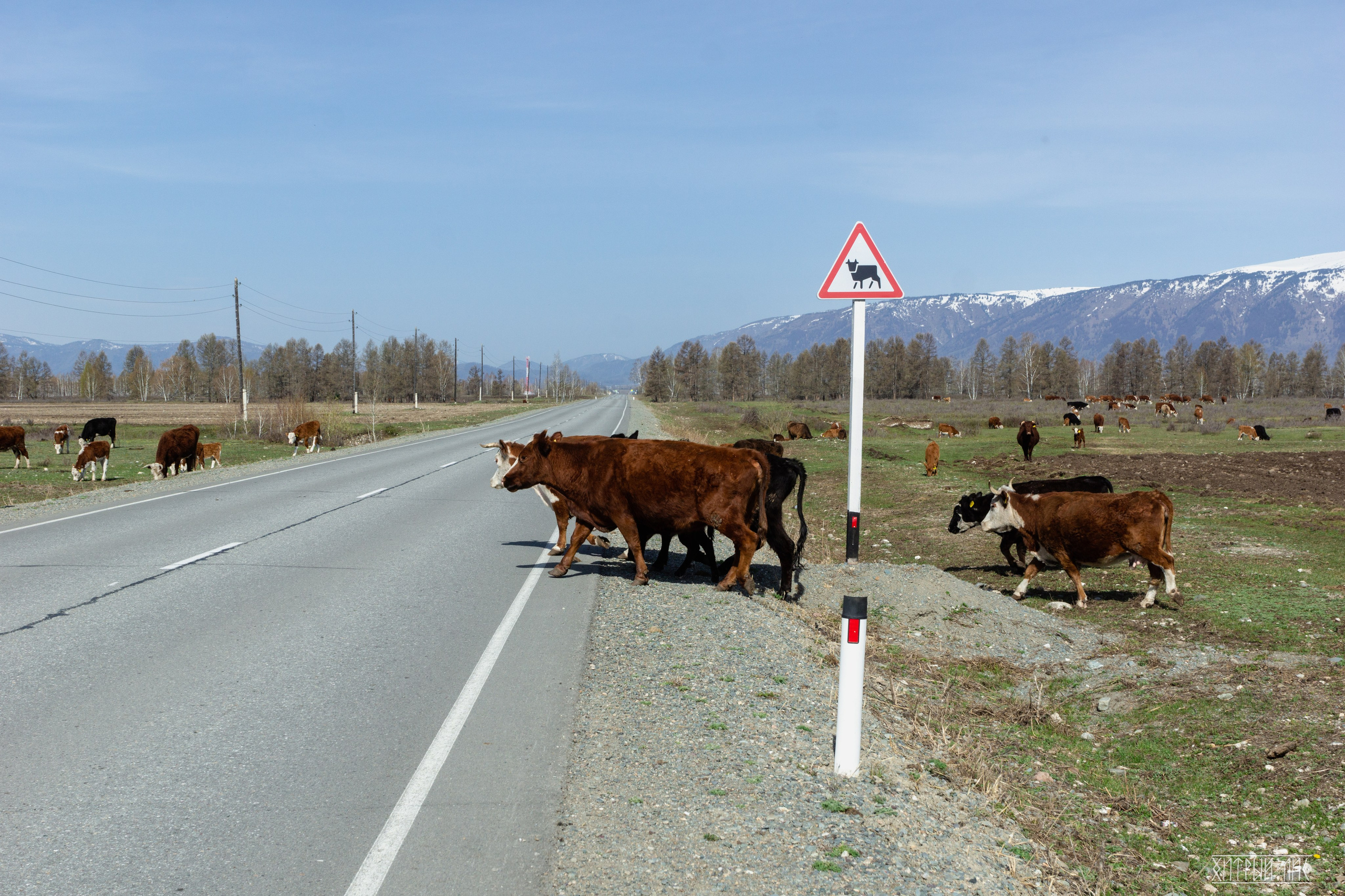 Алтай. Фотограф-путешественник Самойлов Максим «Sly Fox»