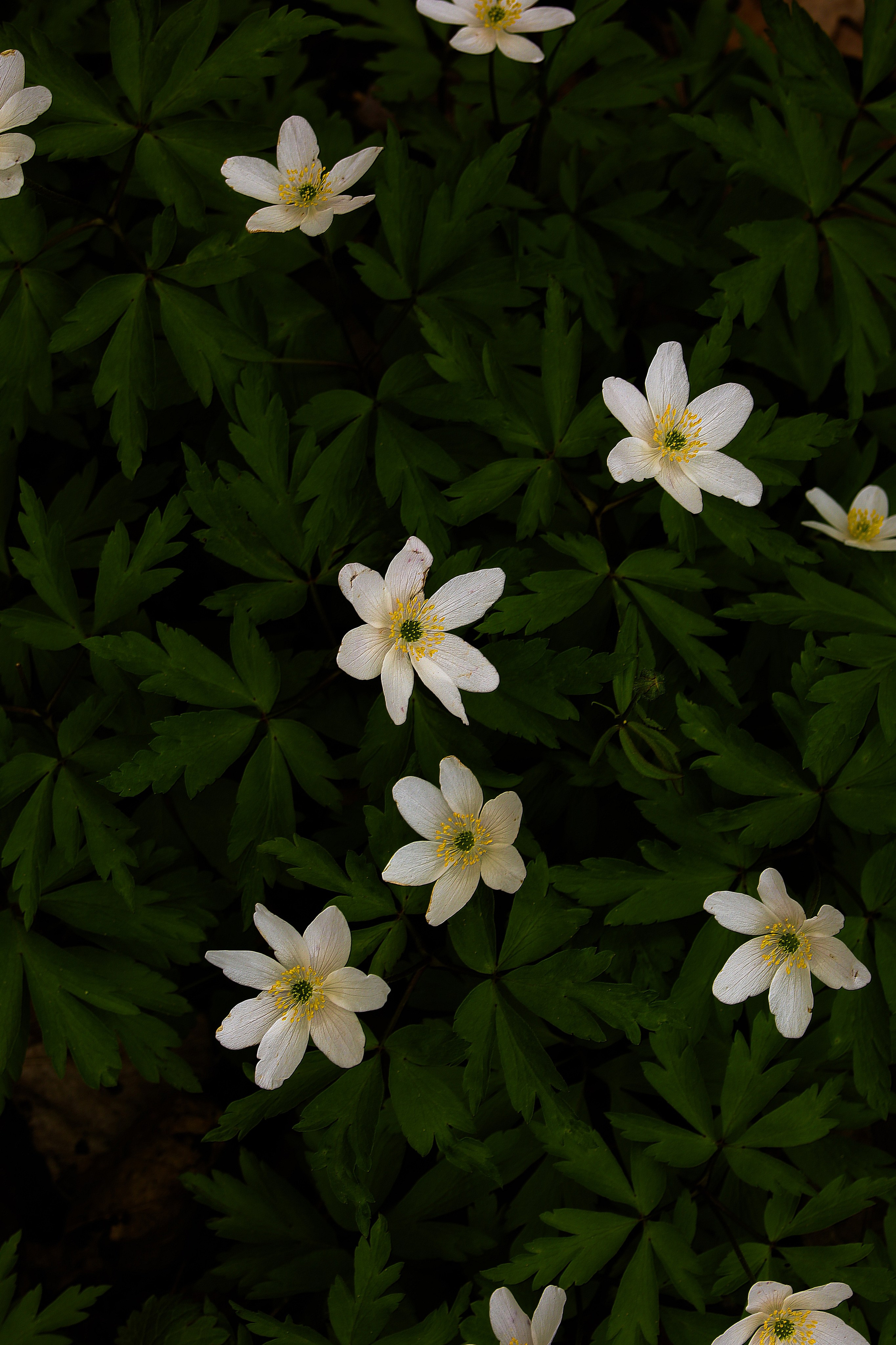 Природа &. Фотохудожник в СПб