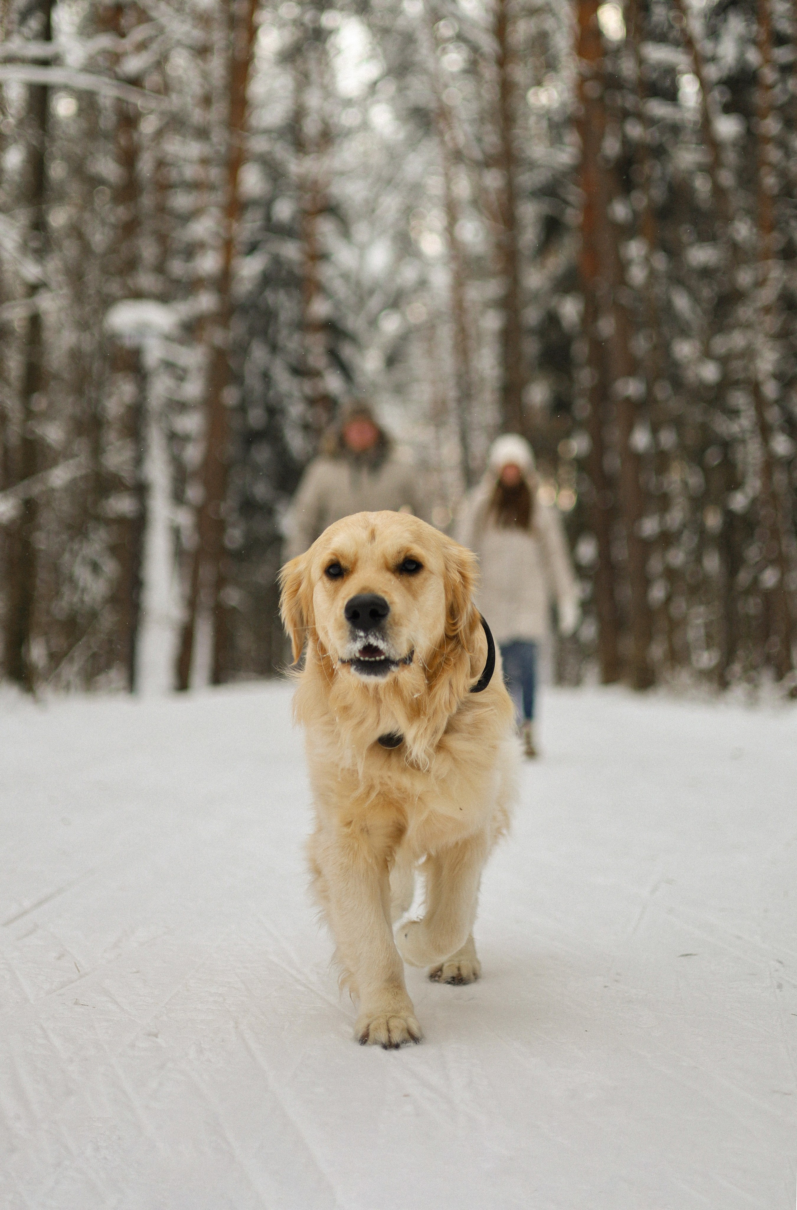 Стивен, Лена и Миша. Фотограф-анималист Ксения Шевцова|Москва