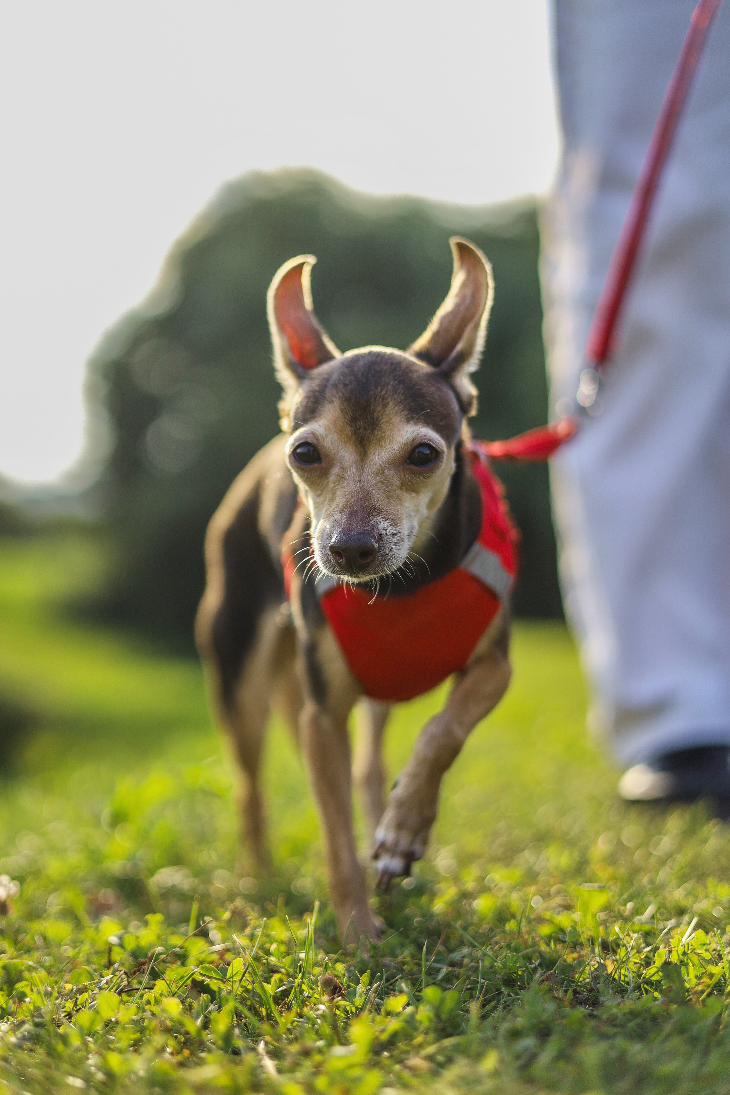 Белла и Марина. Фотограф-анималист Ксения Шевцова|Москва
