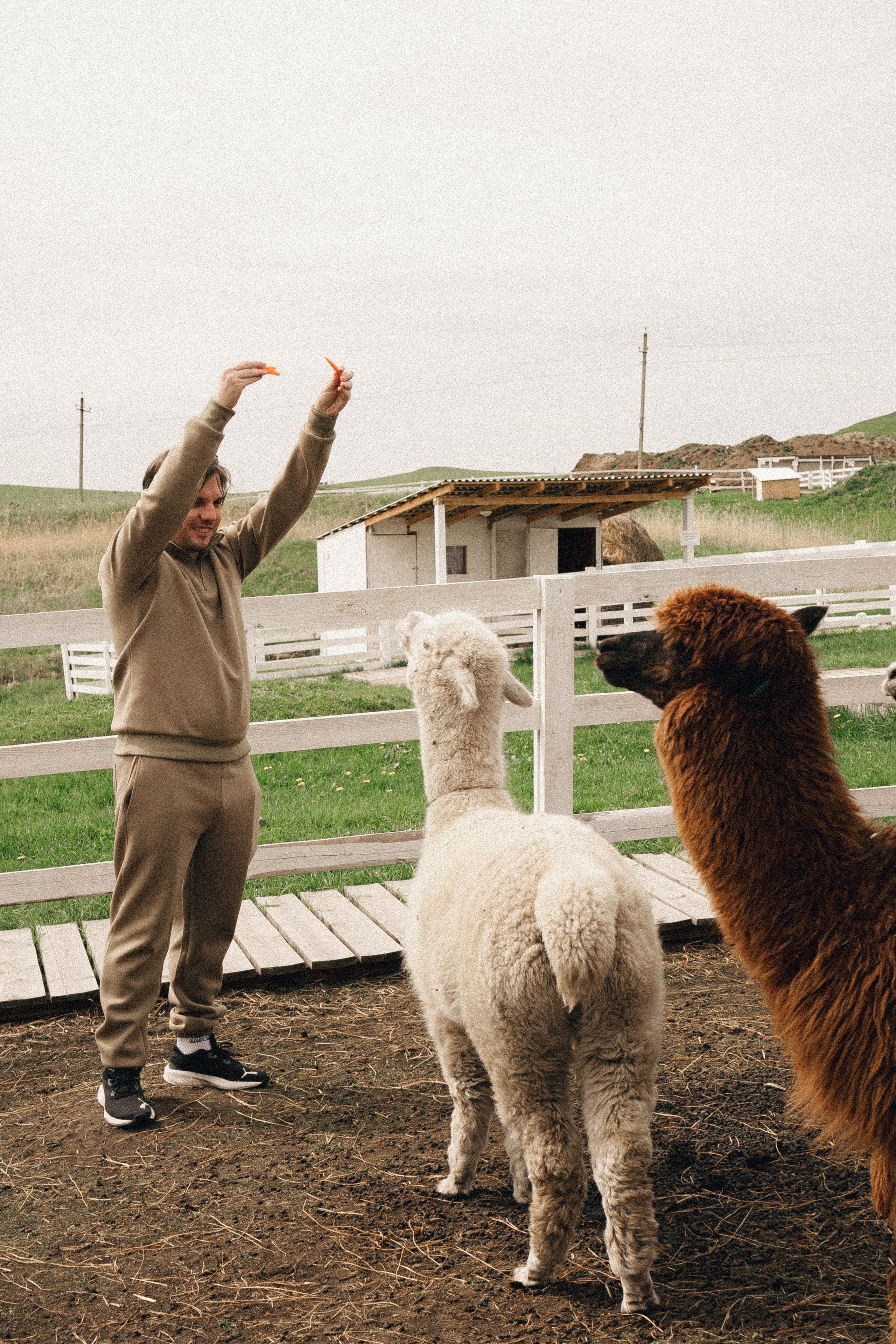 Ферма Альпак. Профессиональный фотограф, Санкт-Петербург — Виктория Богомолова