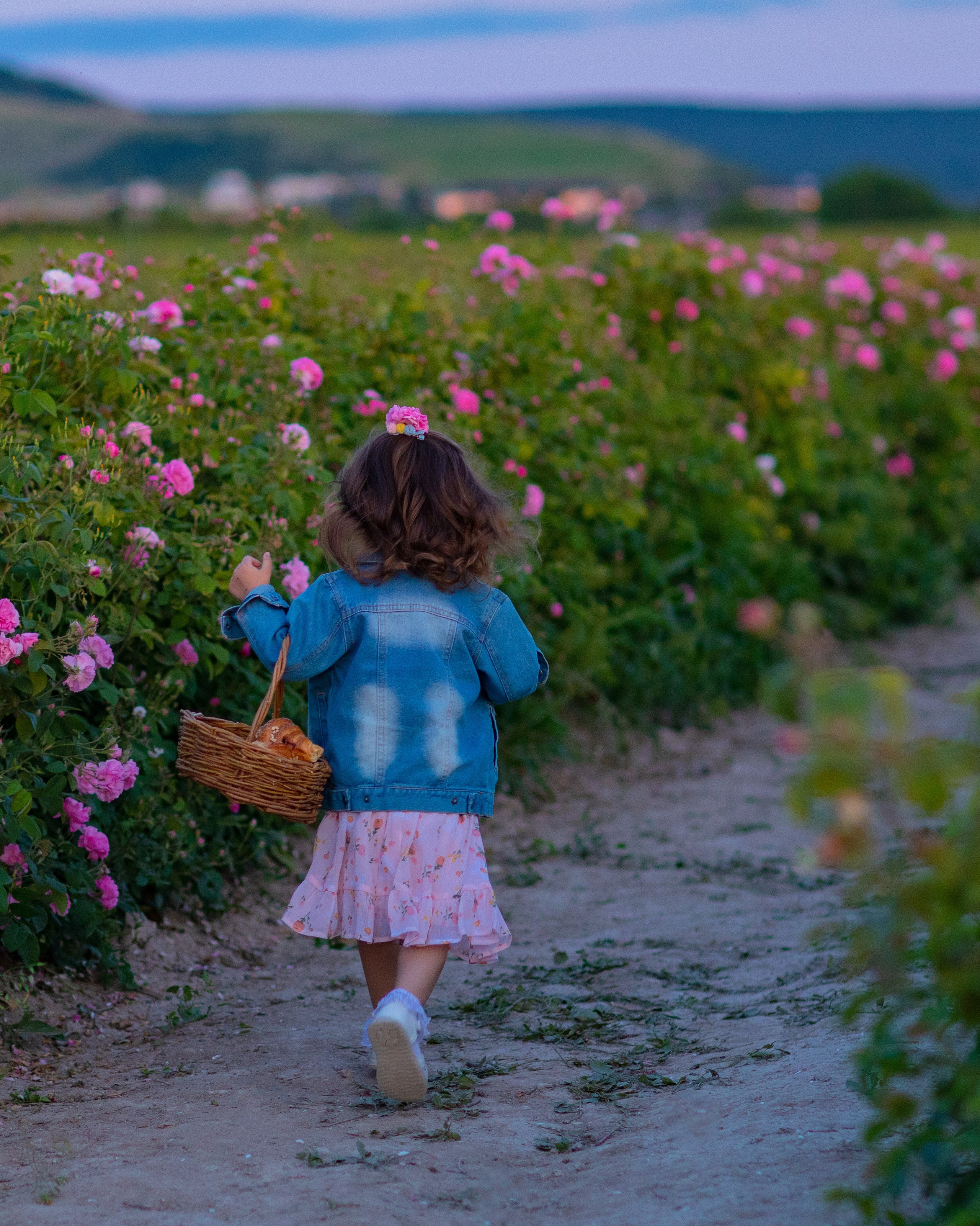 Чайная роза. Фотограф Севастополь/Крым Светлана Евтушенко