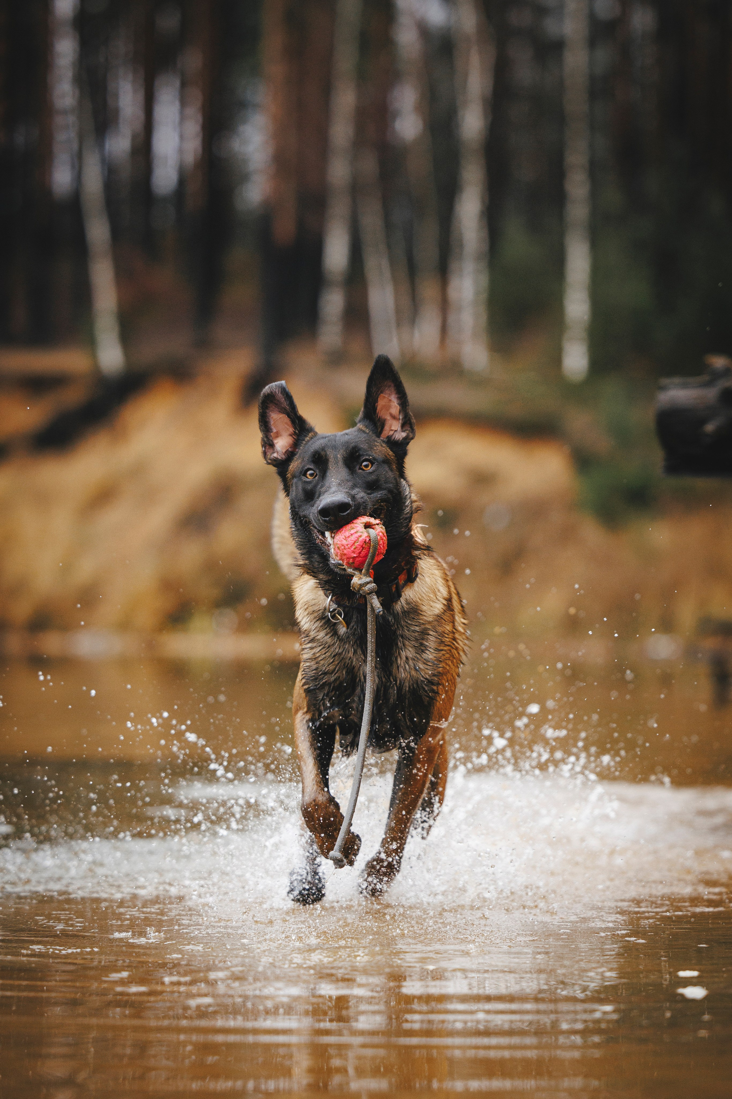Омен, Айс и Рицу. Фотограф-анималист Анна Маринич