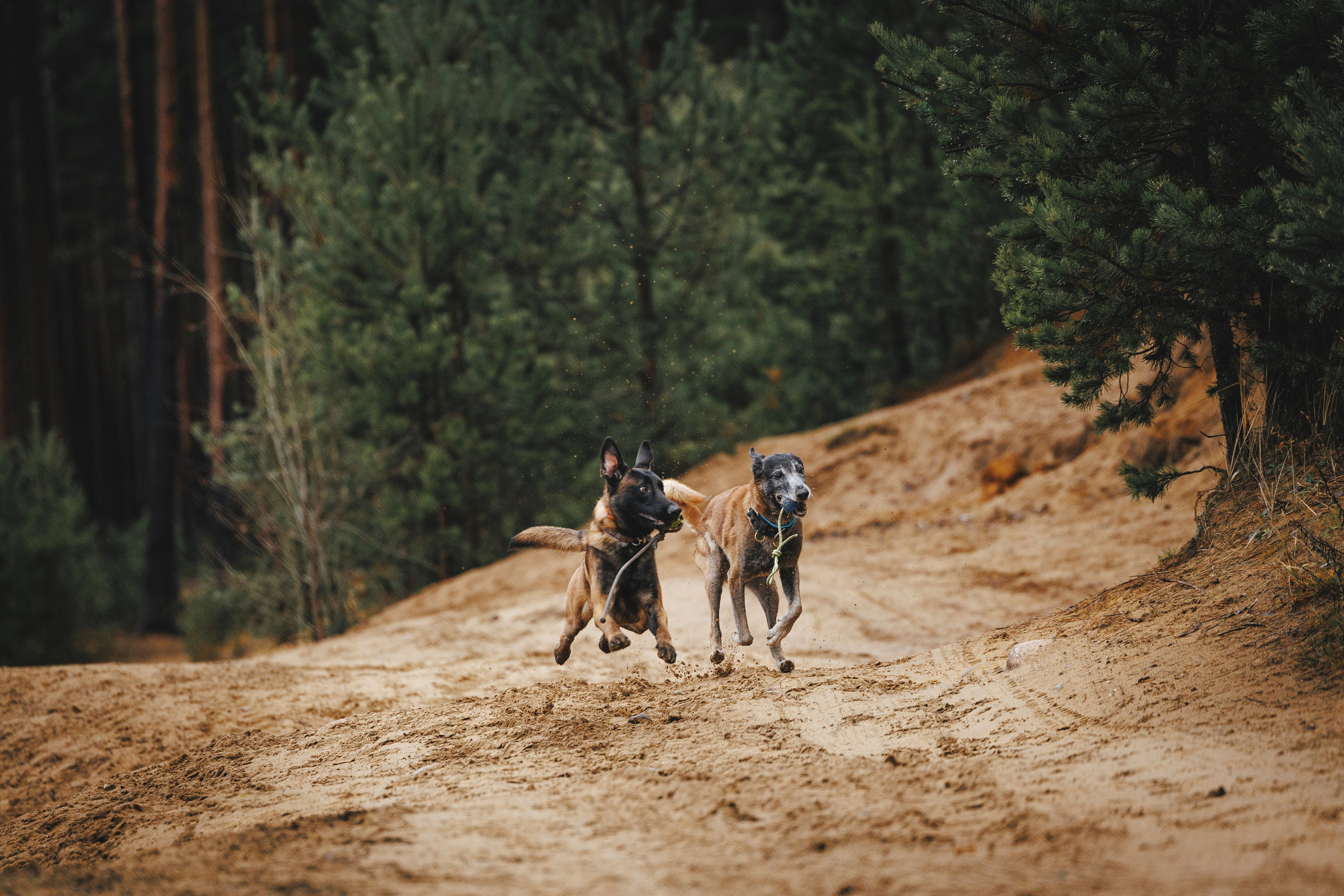 Омен, Айс и Рицу. Фотограф-анималист Анна Маринич