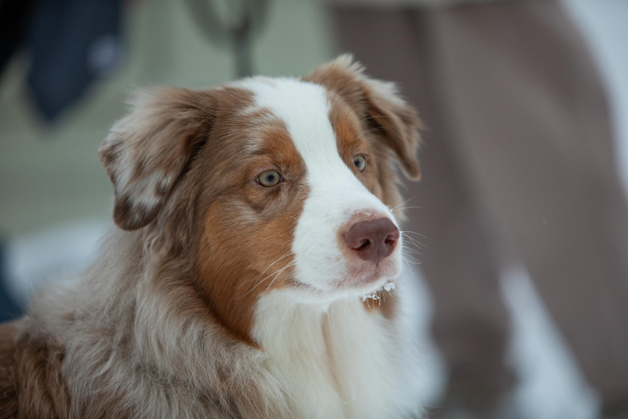 5 вёрст Дружба, 5 лет, 25 ноября 2023 г. Фотограф Сергей Ловкий