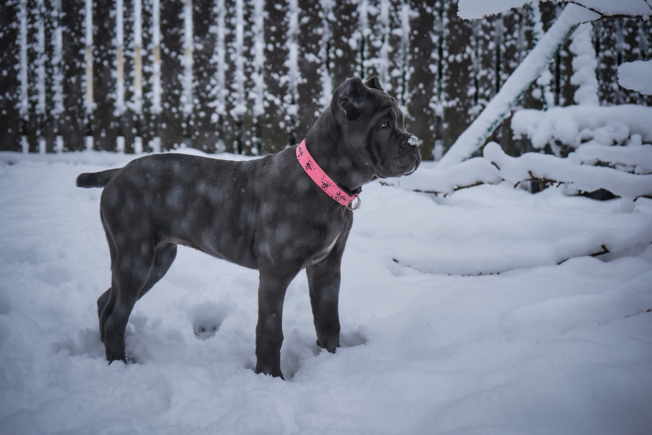 Фотосессии Пушистиков. Фотограф в Санкт-Петербурге Виктория Барышникова