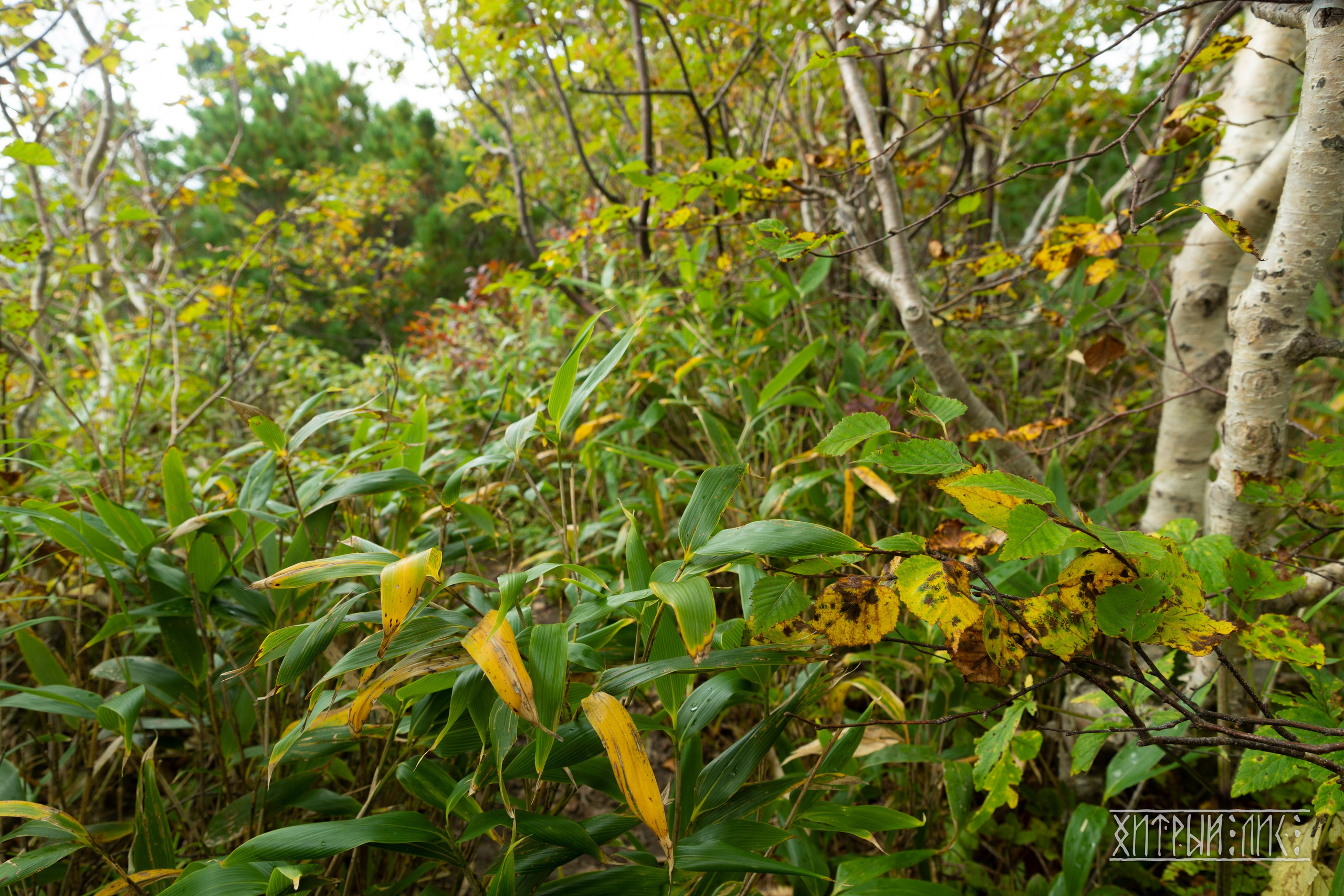 Сахалин. Фотограф-путешественник Самойлов Максим «Sly Fox»