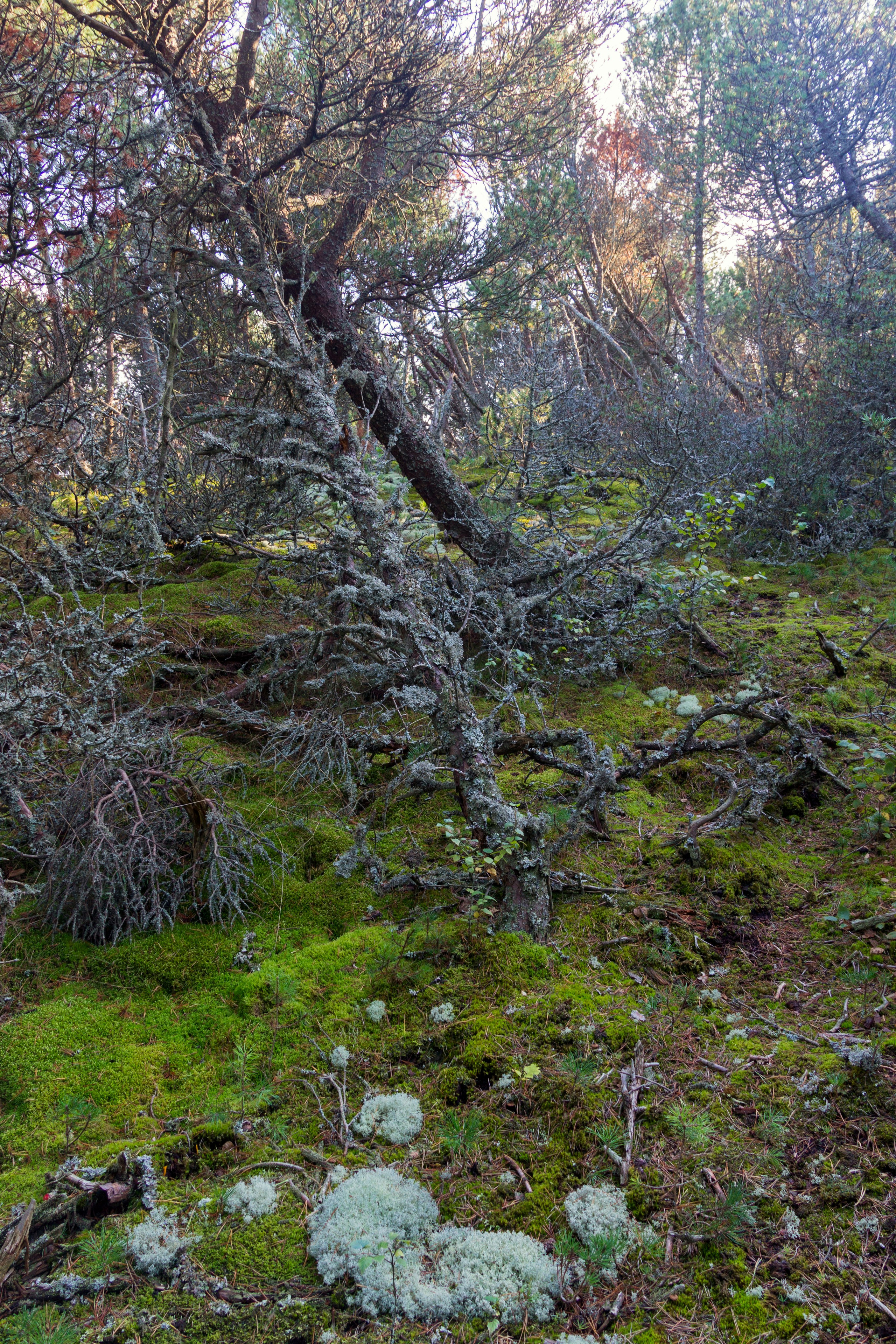 Куршская коса. Фотограф-путешественник Самойлов Максим «Sly Fox»