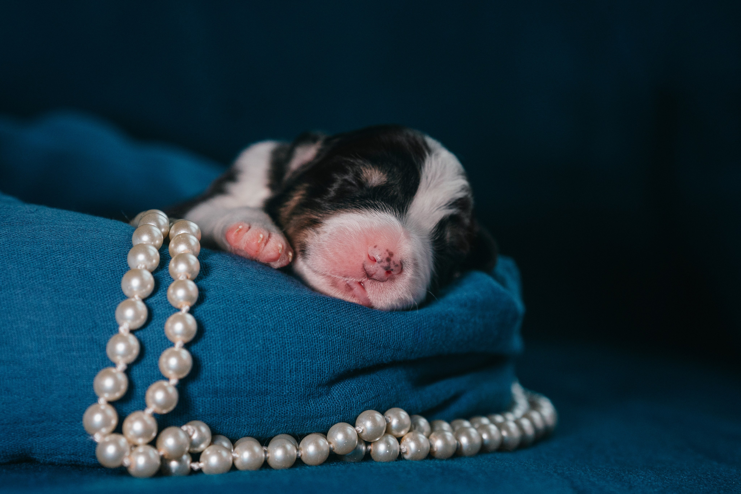 Аусси. Фотограф анималист Осипчикова Мария