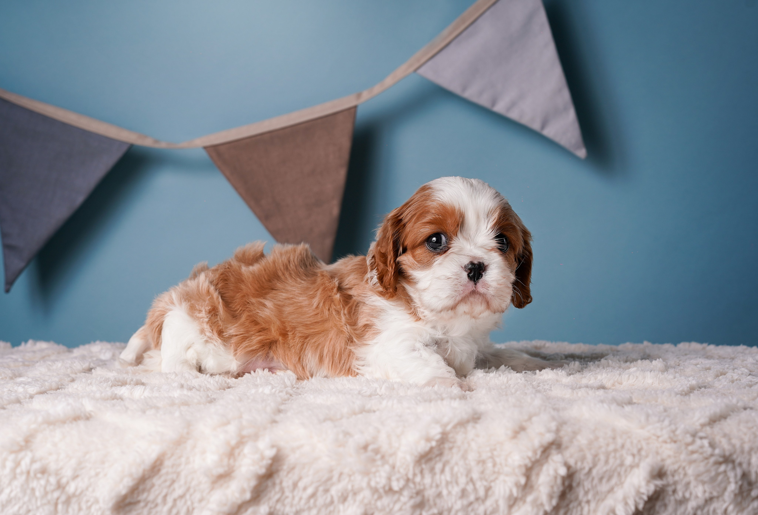Щенки кавалера. Фотограф-анималист в Санкт-Петербурге Яна Мартынова