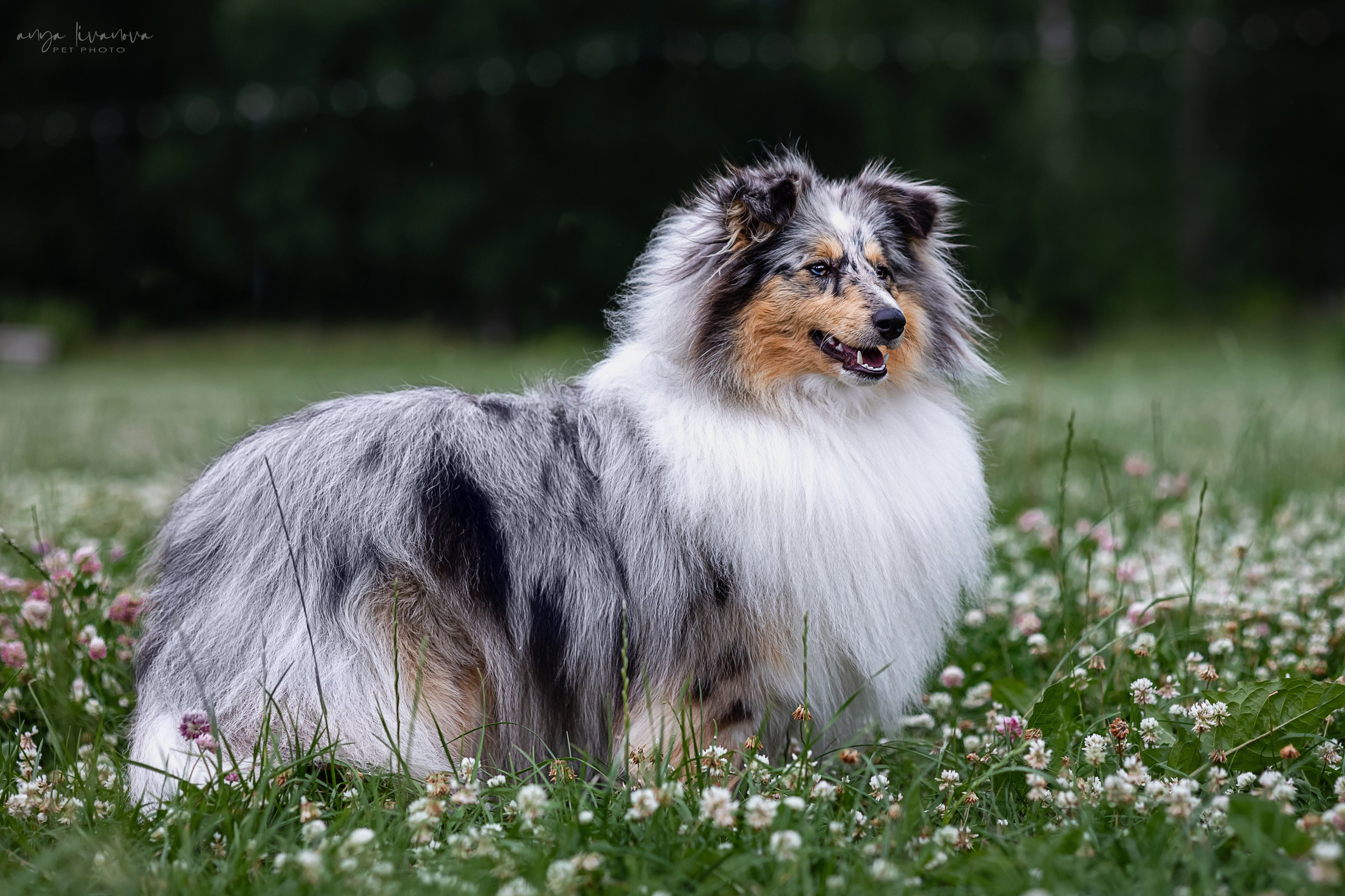 Шелти Мальвина и Марго. Фотограф анималист Аня Ливанова | Рыбинск