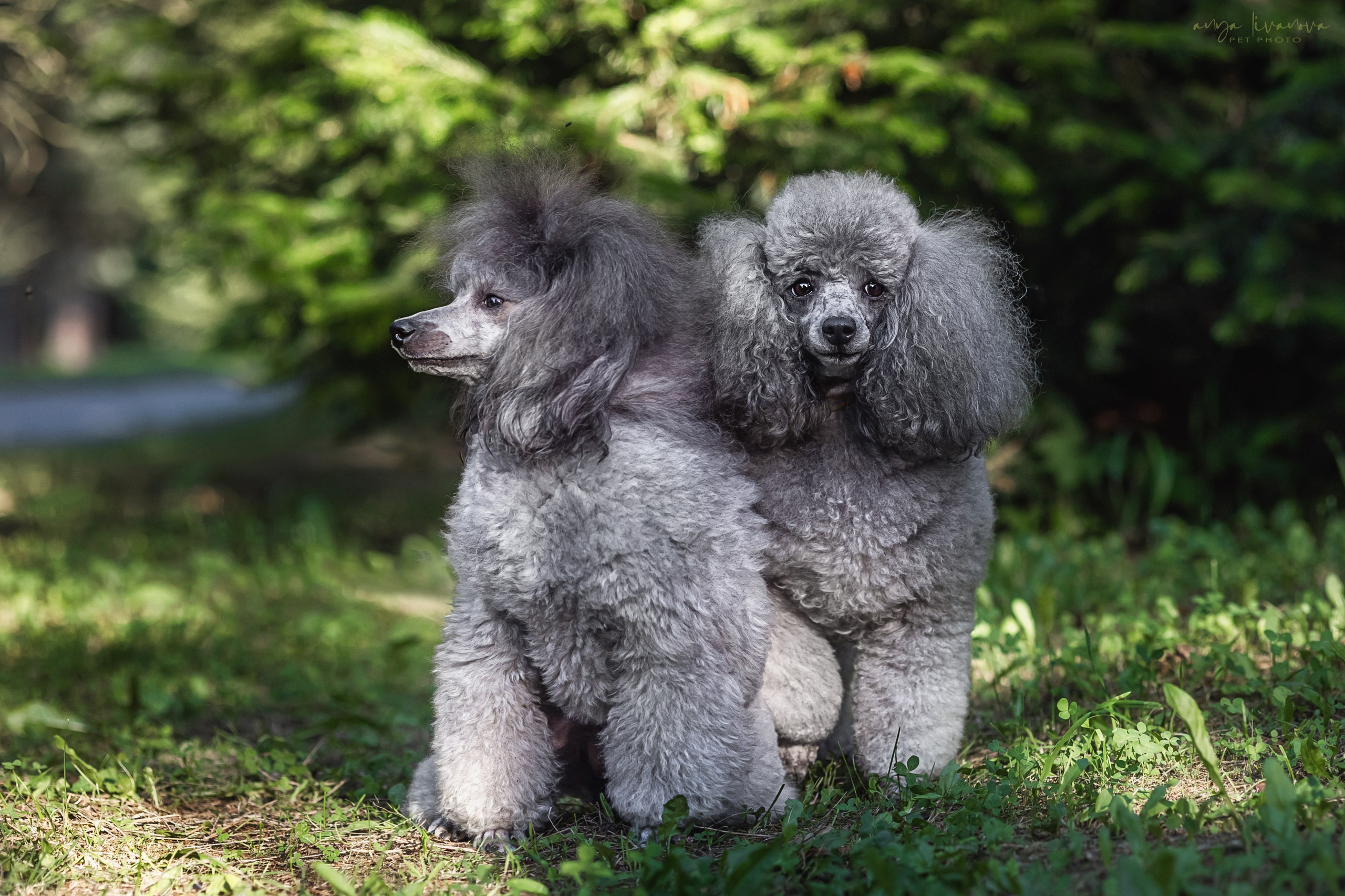 Дёмино. Фотограф анималист Аня Ливанова | Рыбинск