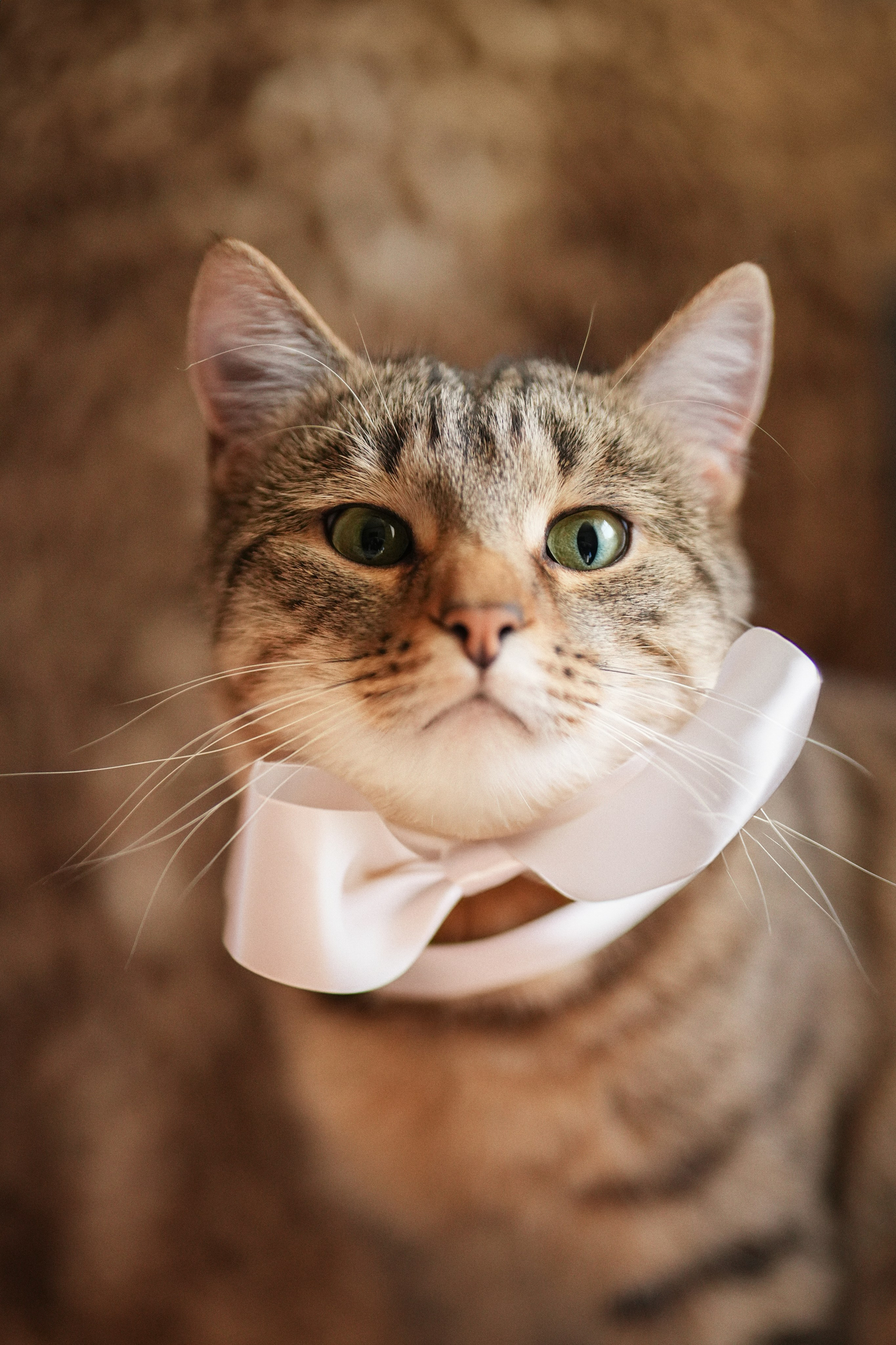 «Мур-Мяу» Котокафе. Фотограф Елена Буданова Тверь