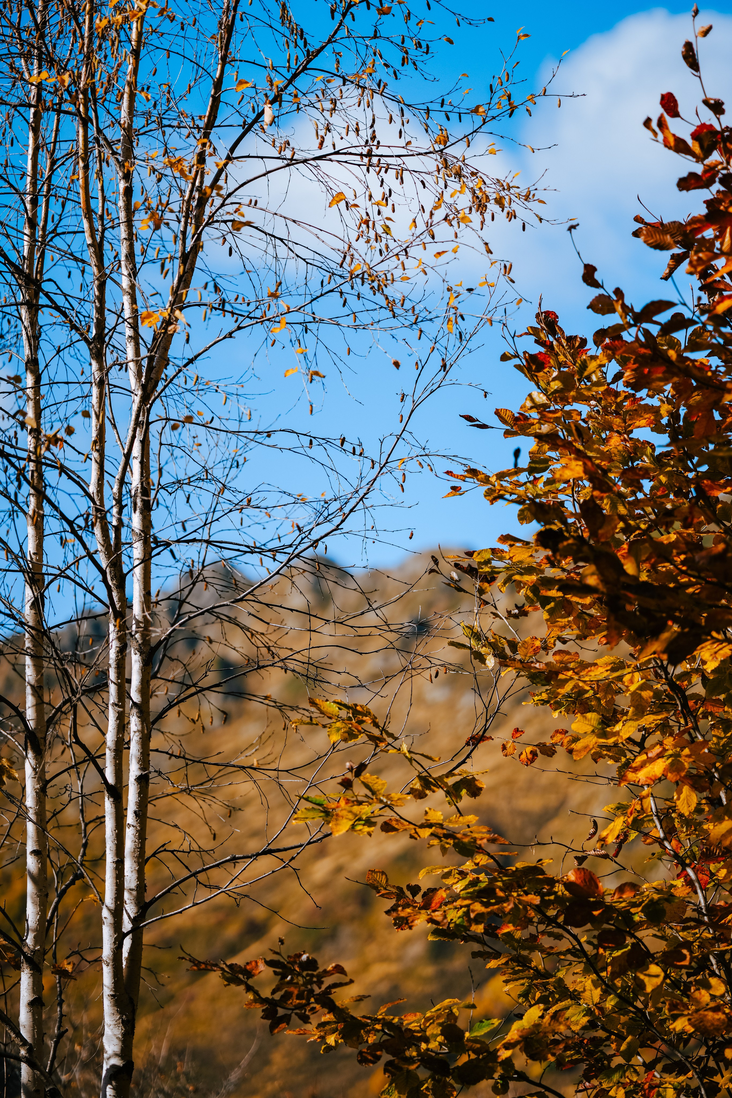 Роза Пик, тропа Турья ✽ Октябрь. Репортажный фотограф | Роза Хутор Красная Поляна Сочи Сириус