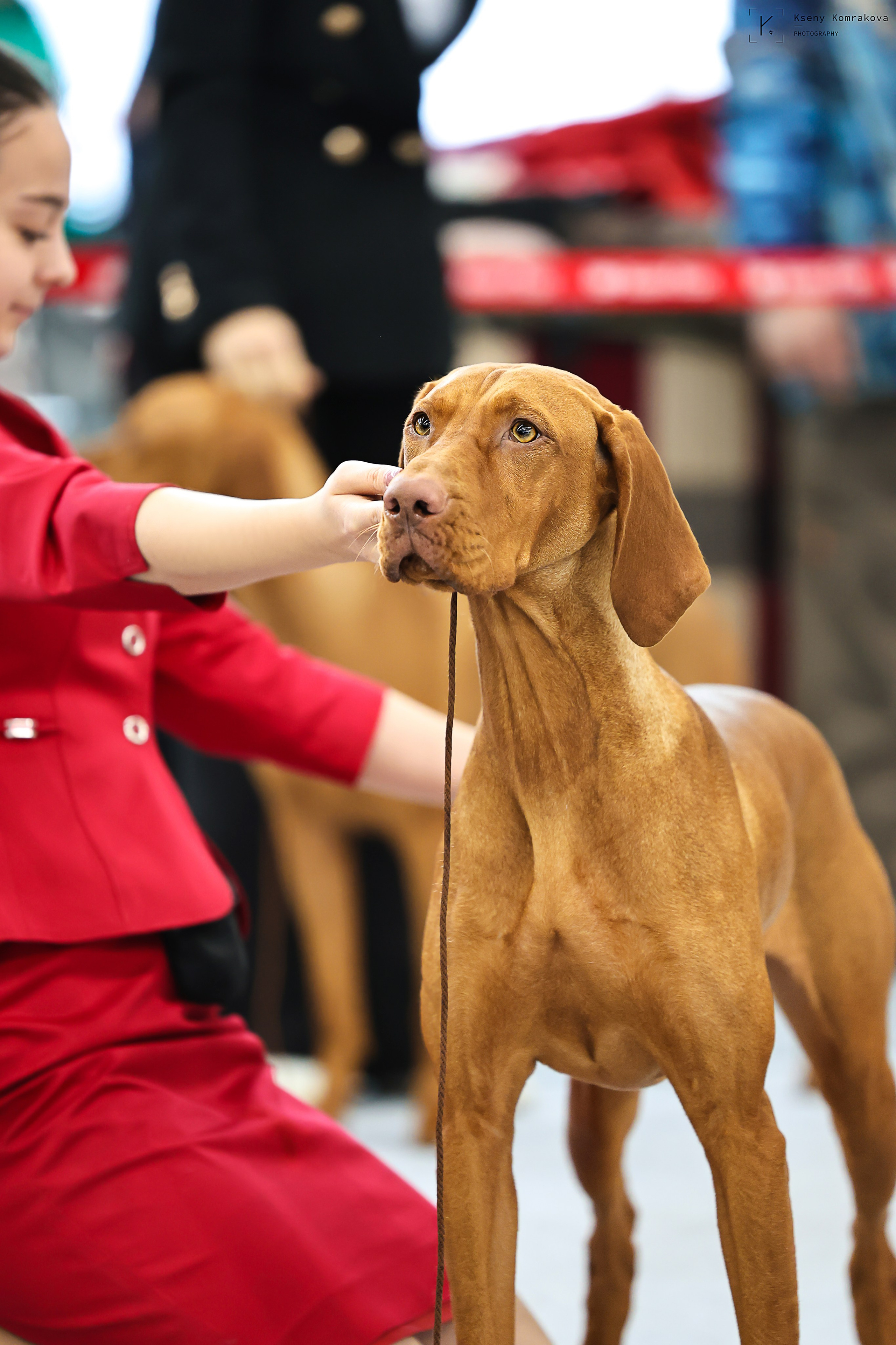 Съемка собак. Анималистика. Репортаж. Индивидуальная съемка