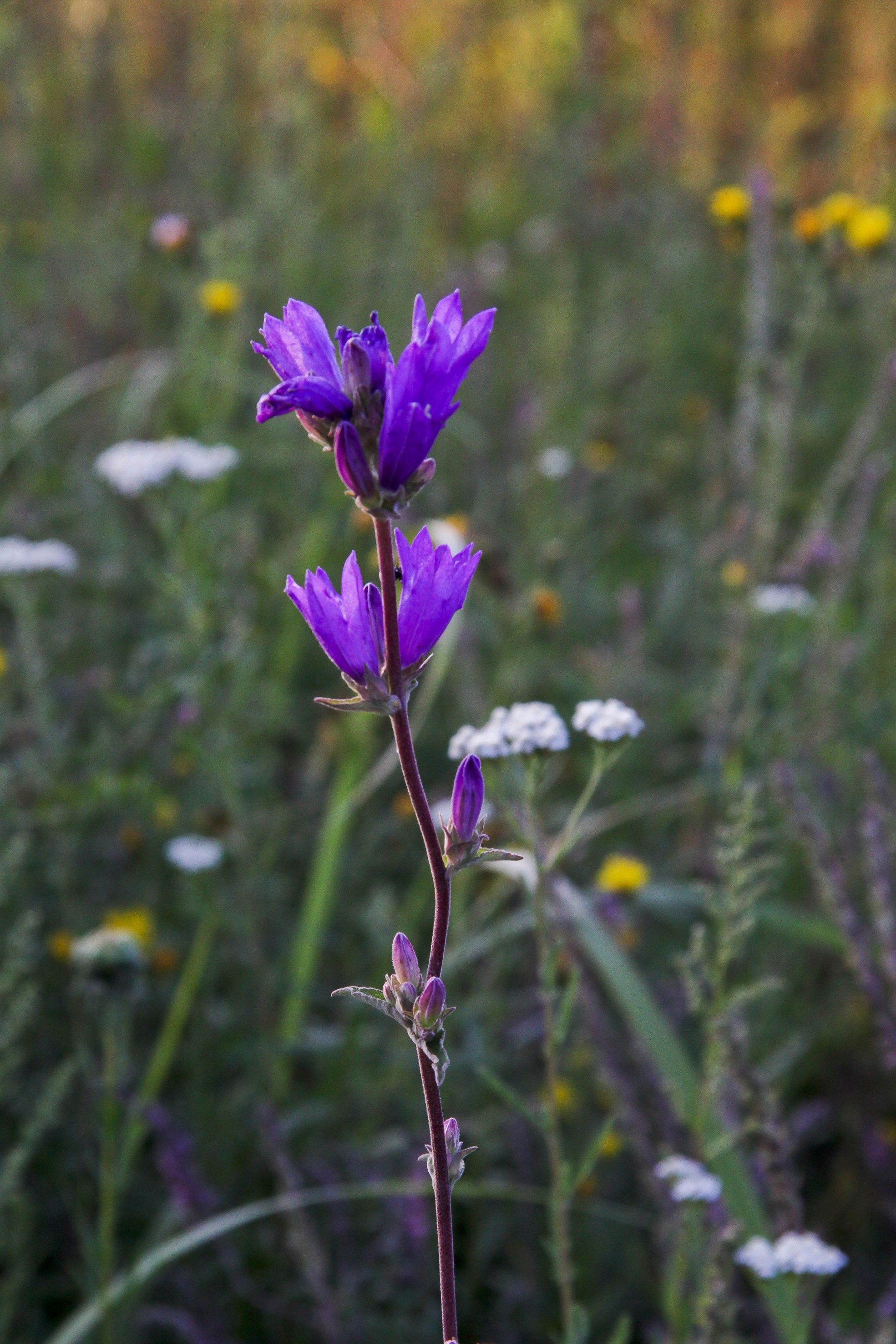 Природа. Команда фотографов Кристины Ивановой