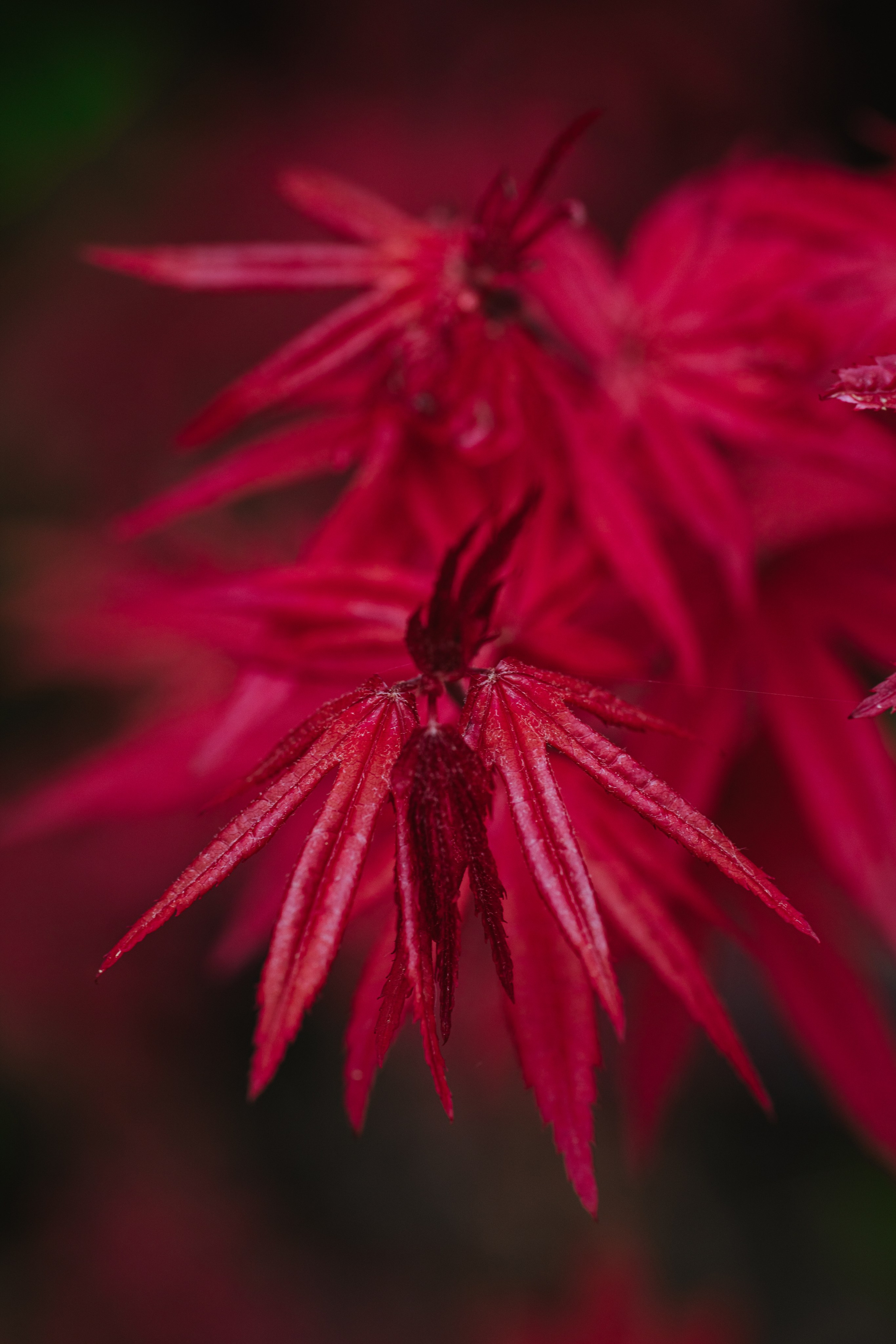 Macro. Фотограф на Юге России