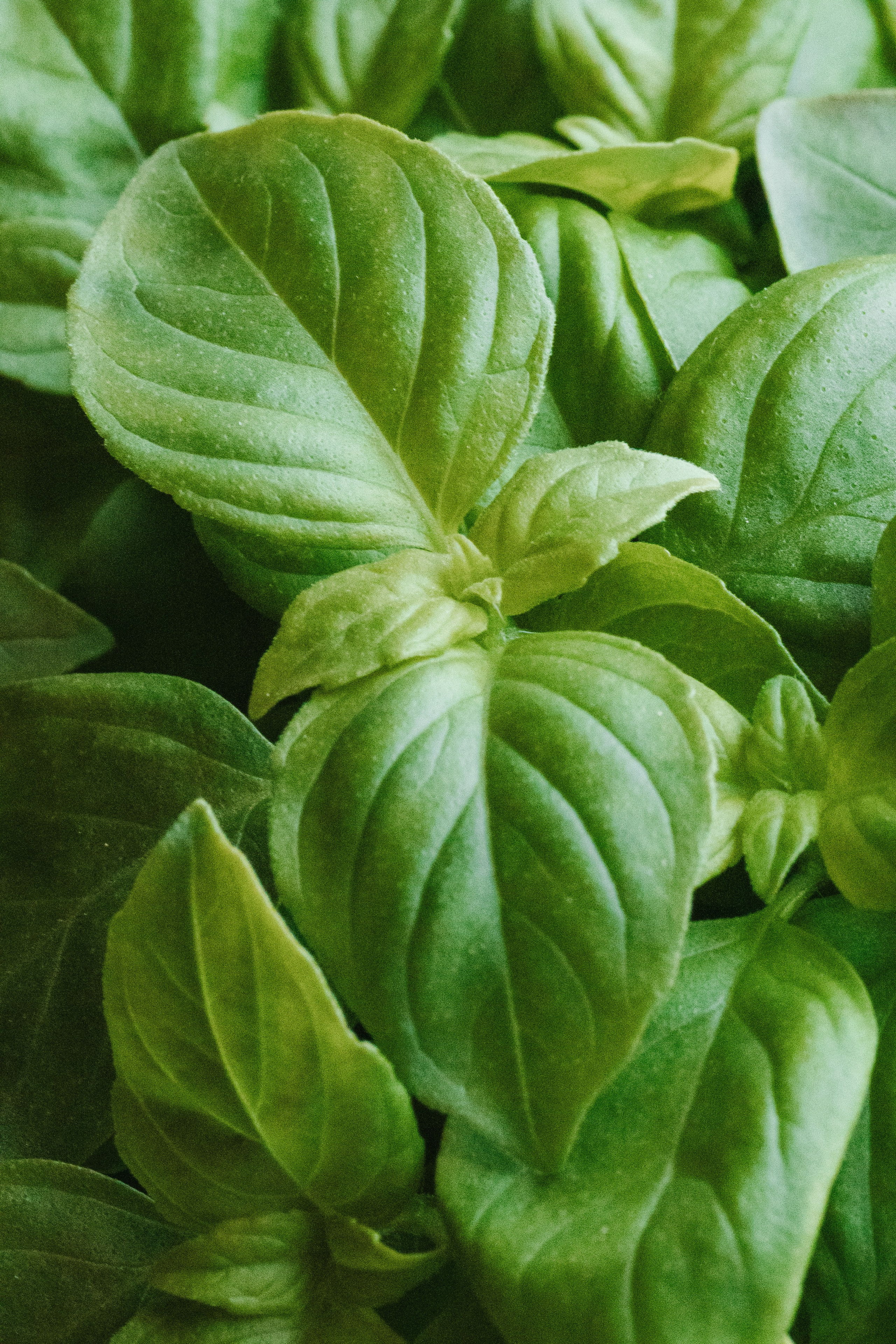 Bary Coffee. Фотограф на Юге России