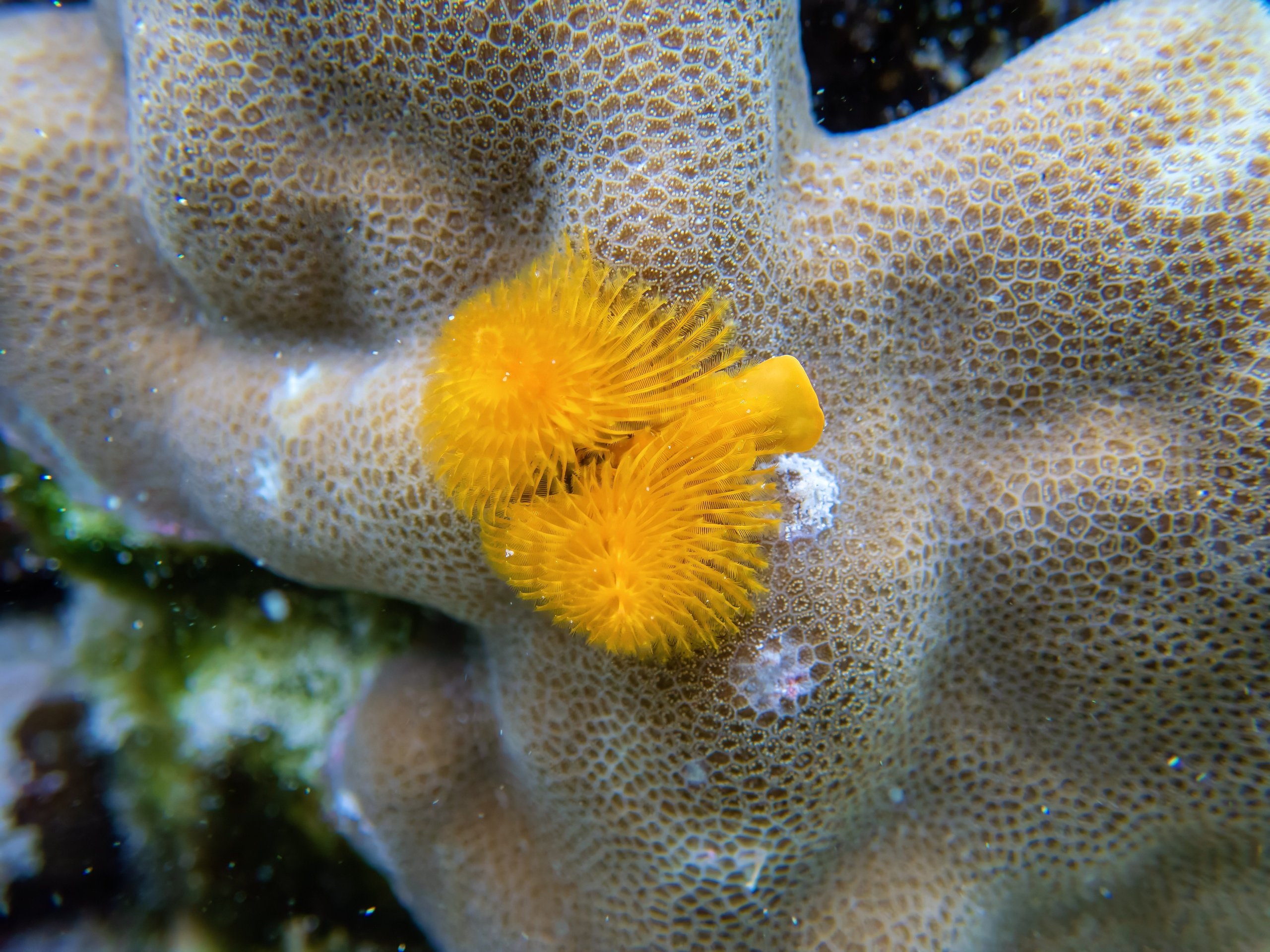 Рыбов показываю