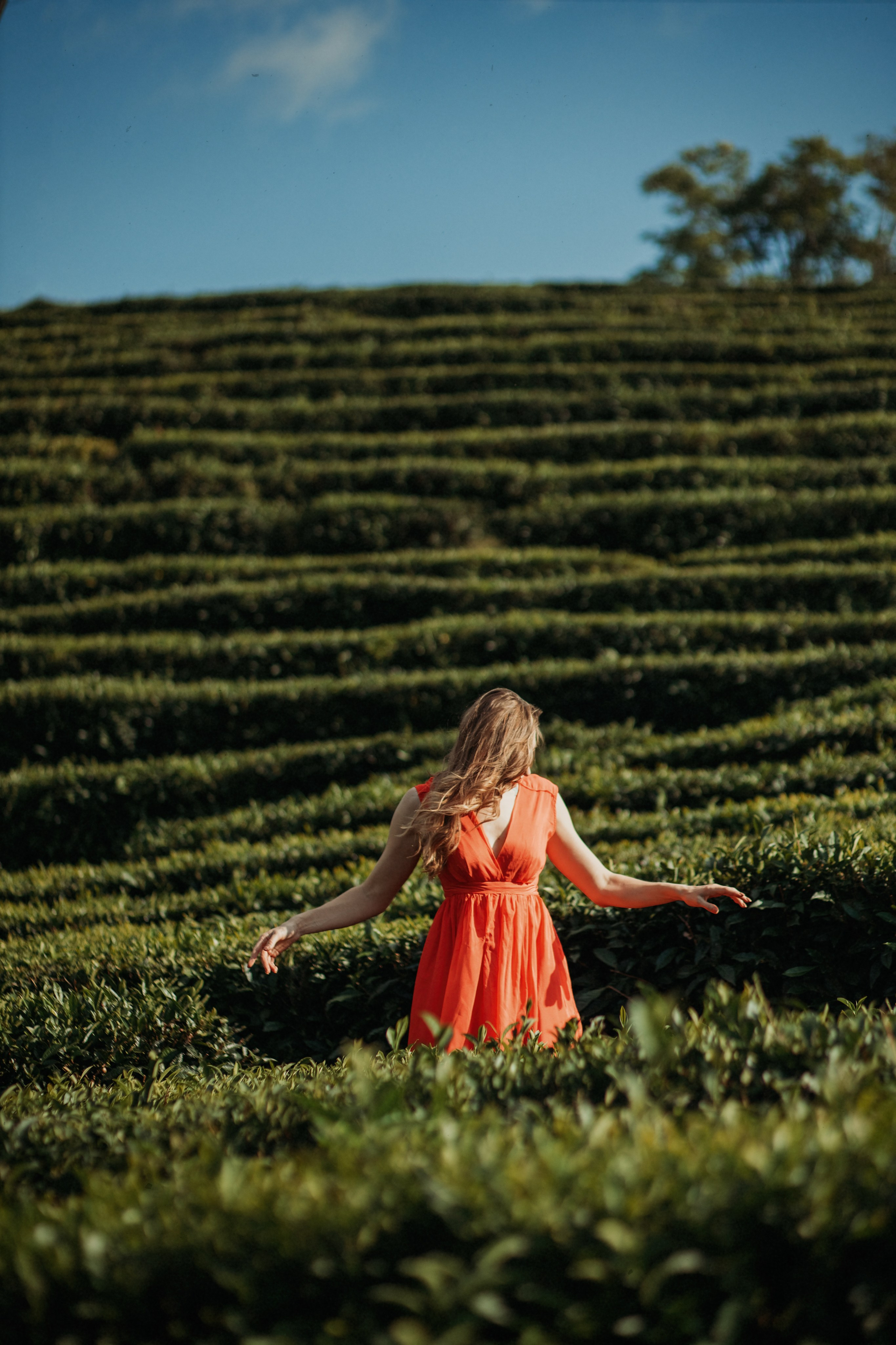 Чайные плантации мацеста. Фотограф Сочи Татьяна Зорина