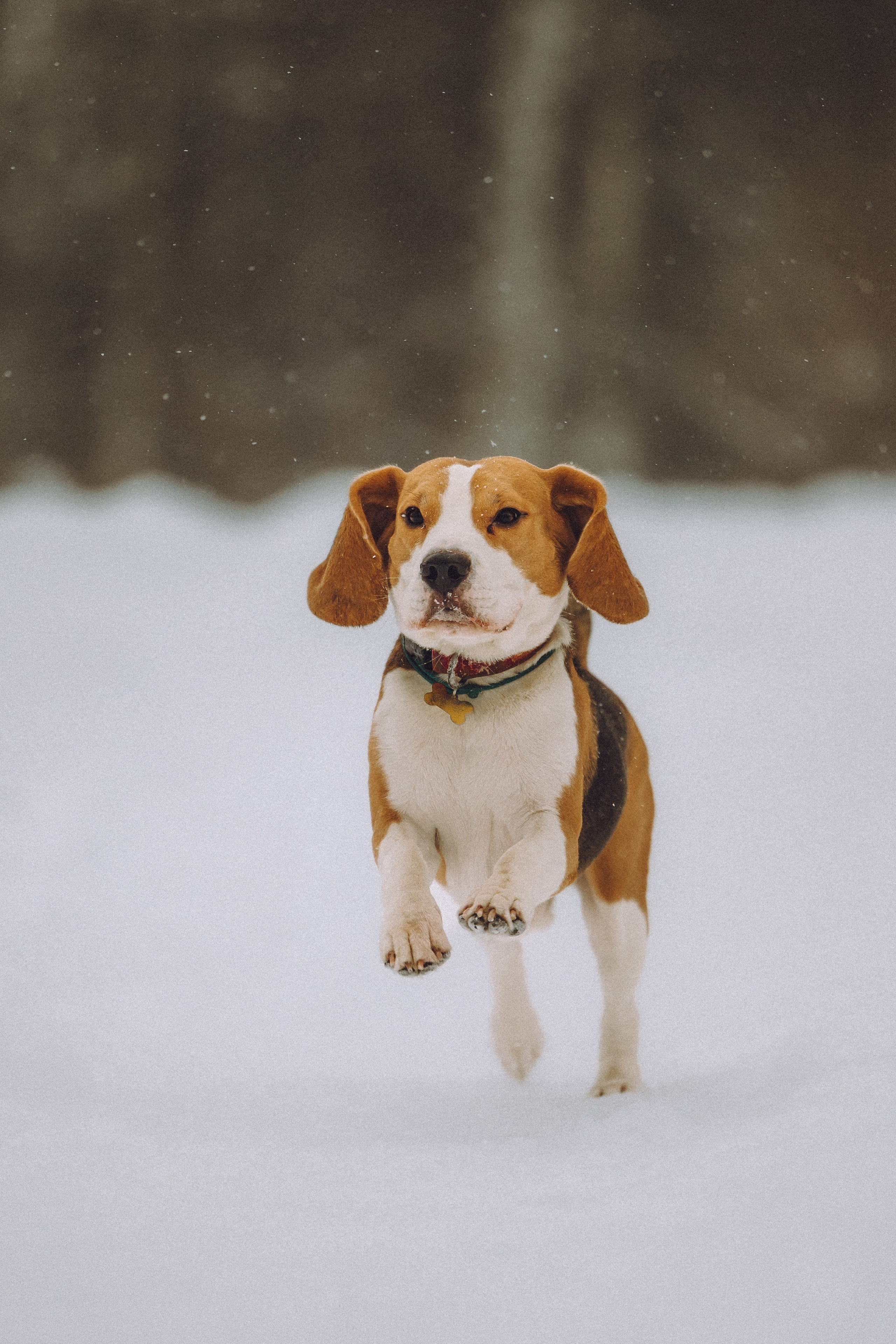 Роман, Портер и Коррес