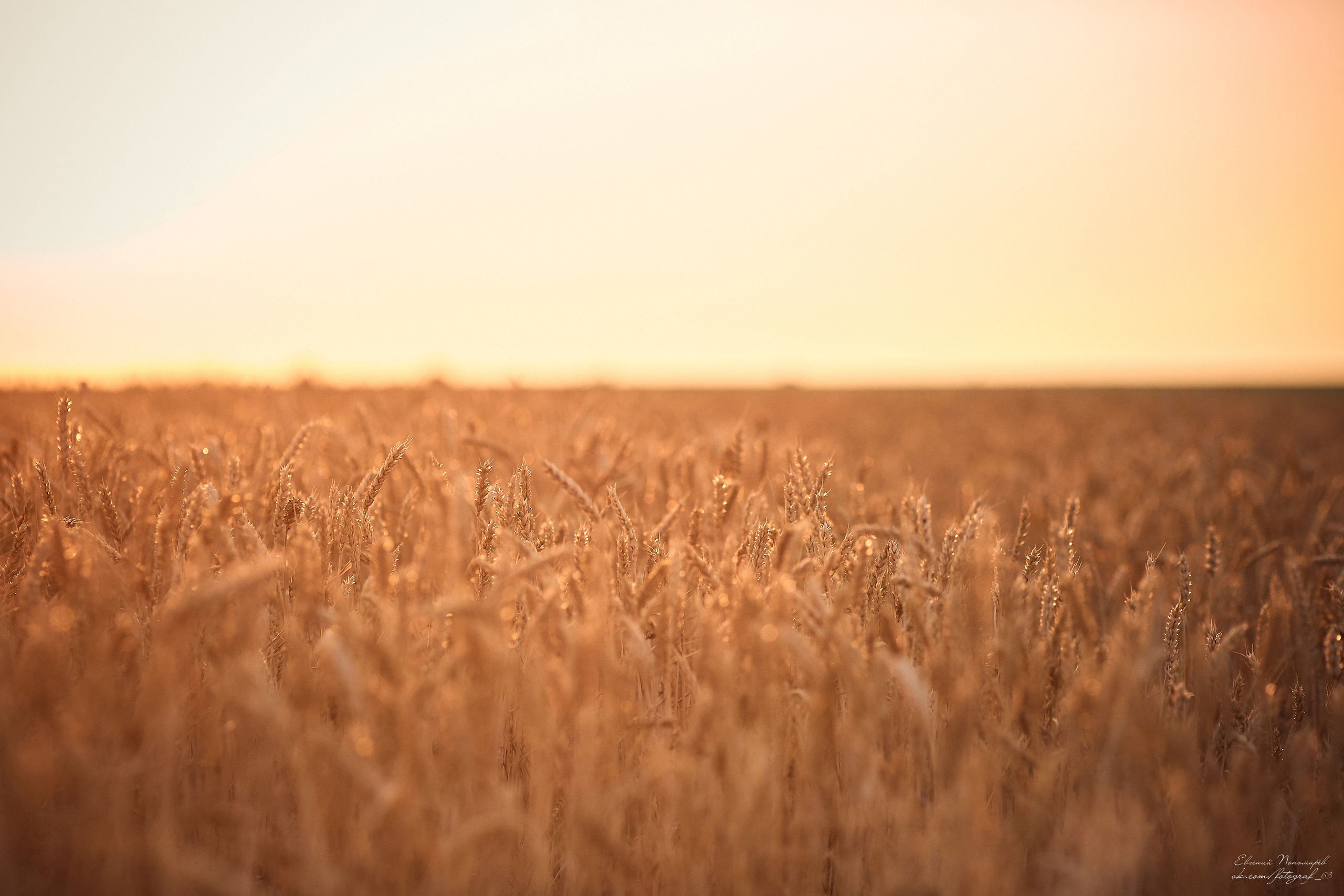 Виталий и Оксана. Свадебный фотограф в Тольятти Жигулевске и Самаре Пономарев Евгений