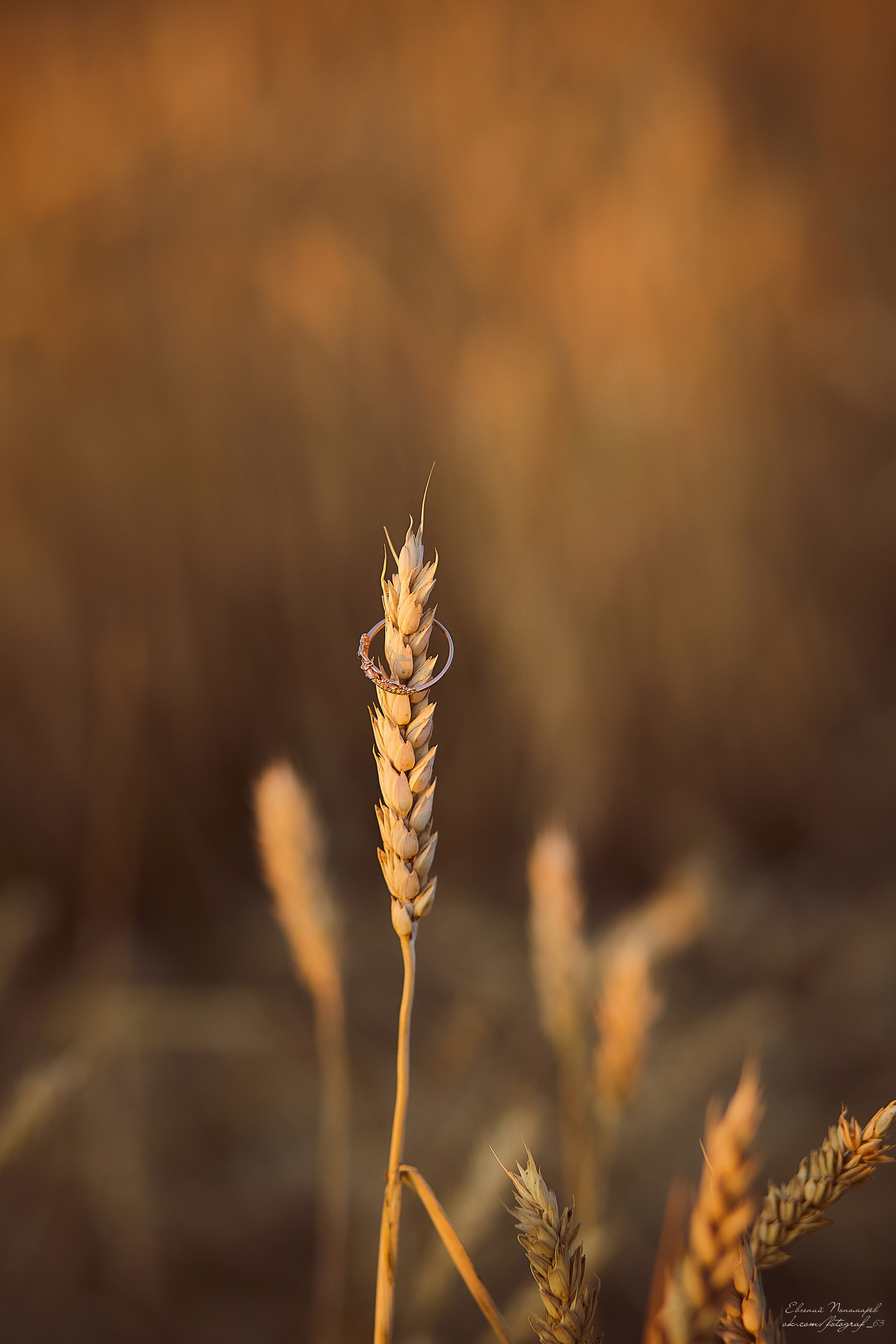 Виталий и Оксана. Свадебный фотограф в Тольятти Жигулевске и Самаре Пономарев Евгений