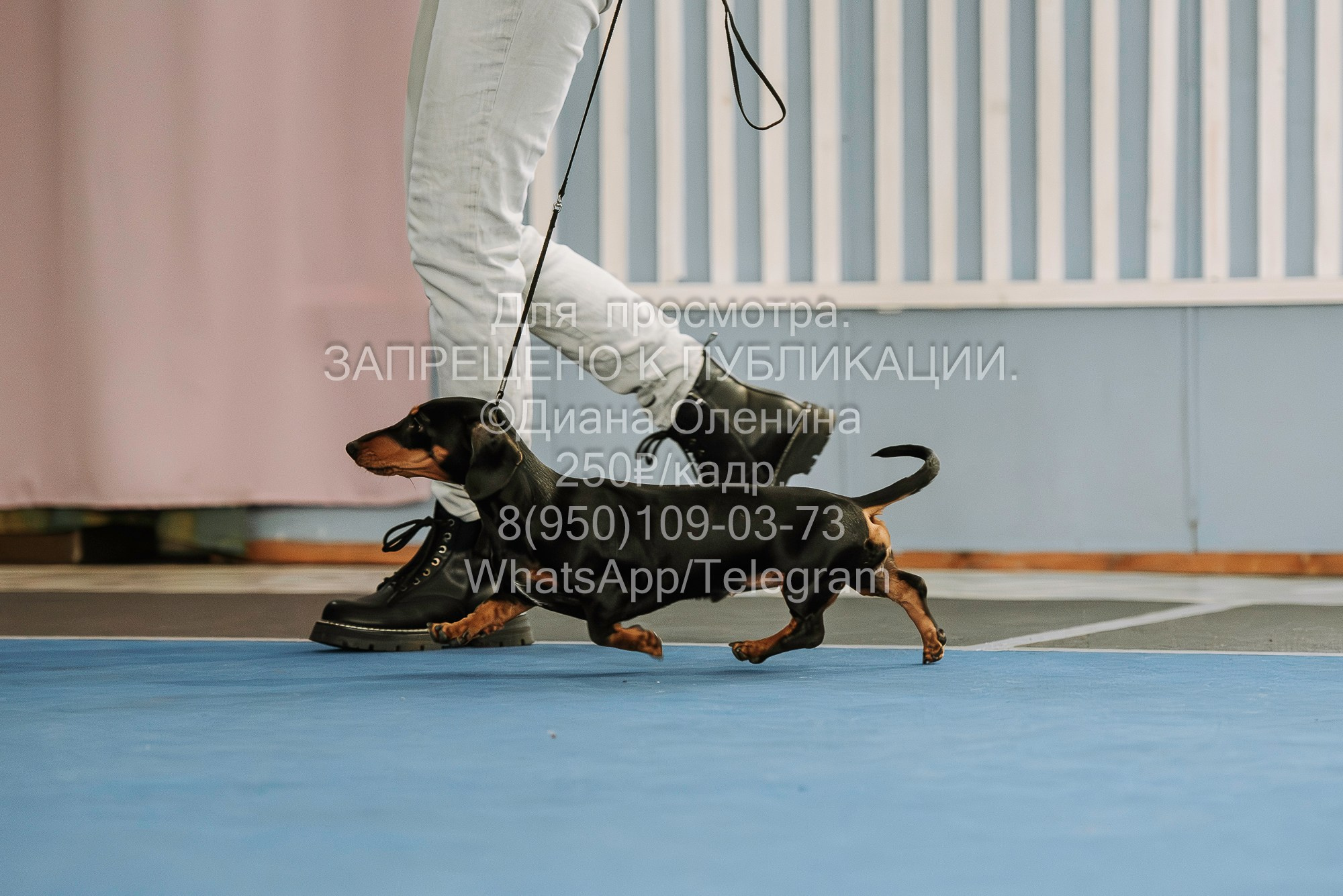 Выставка собак Красноярск 29.10.2023. Фотограф Диана Оленина Красноярск / Братск