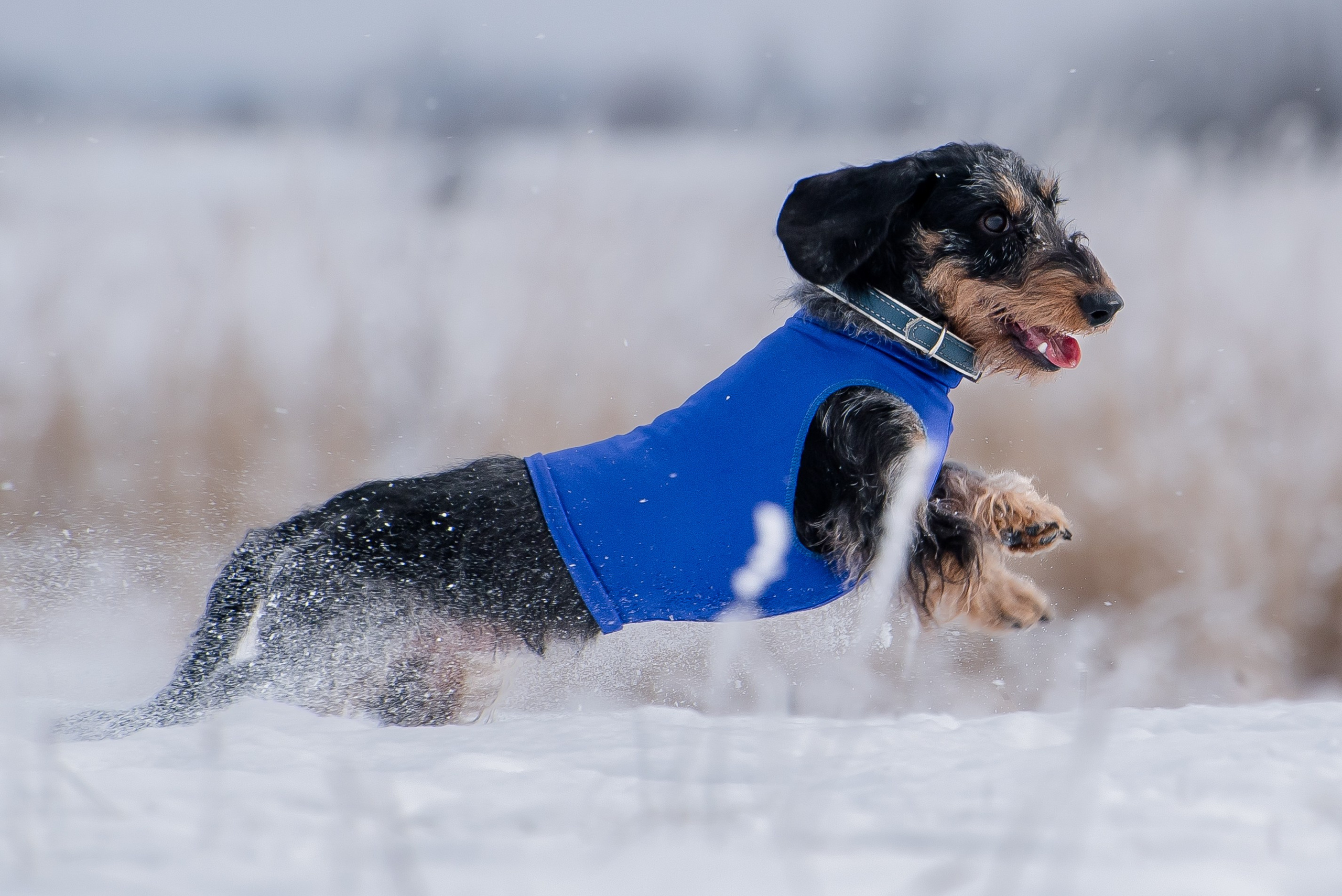Бега за механической приманкой (Курсинг). Фотограф Макс Огурцов в Нижнем Новгороде