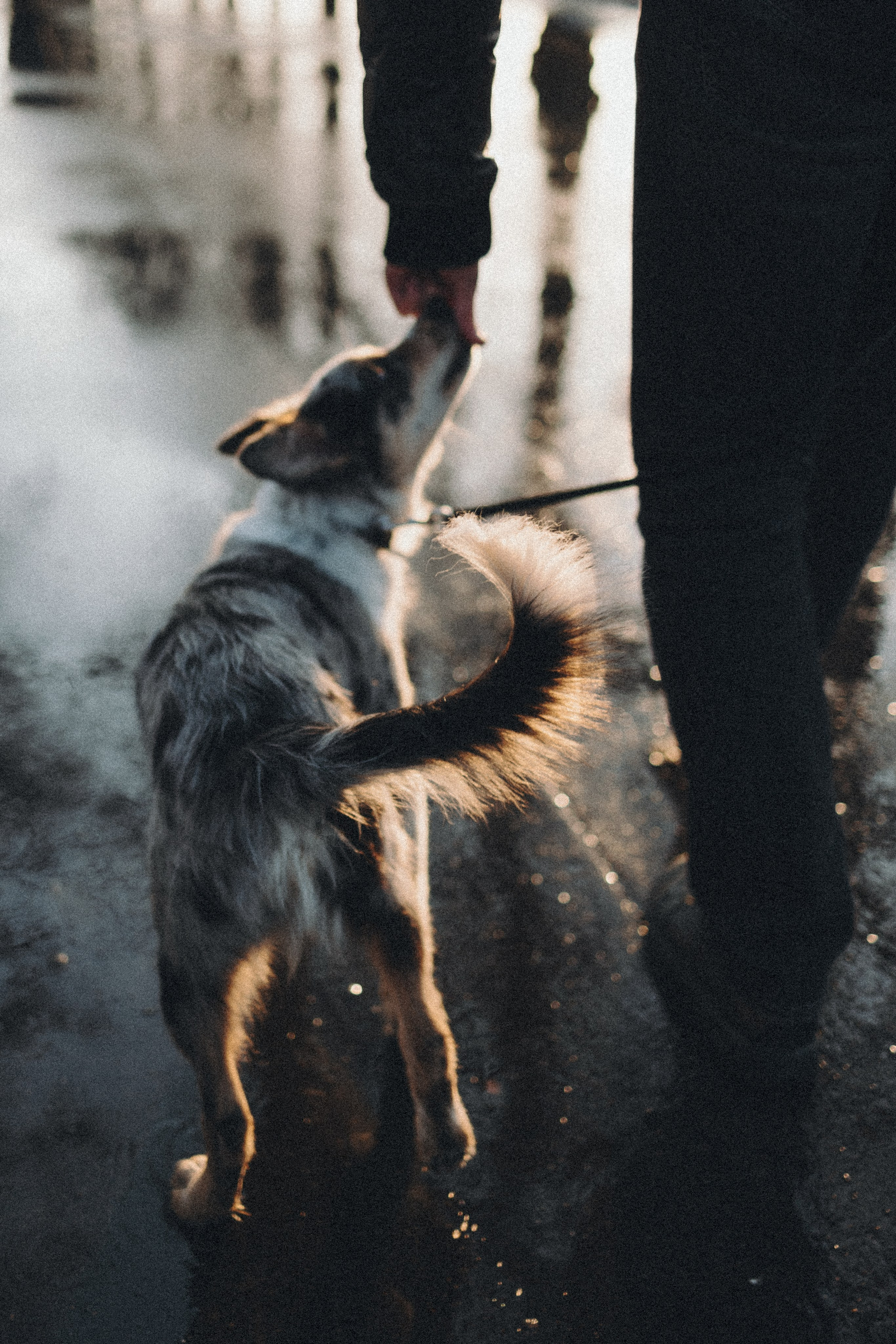 Балу и Илья. Фотограф анималист Анастасия Пикей