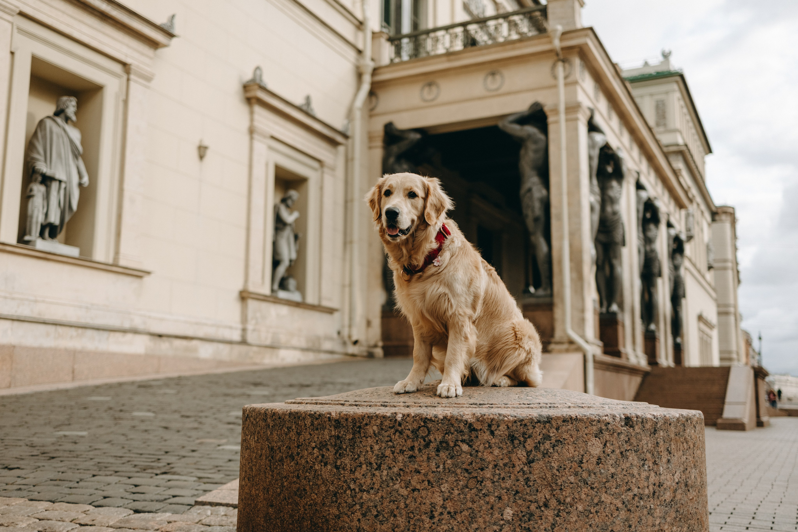 Бетти и ее семья. Фотограф — Анималист | Санкт-Петербург