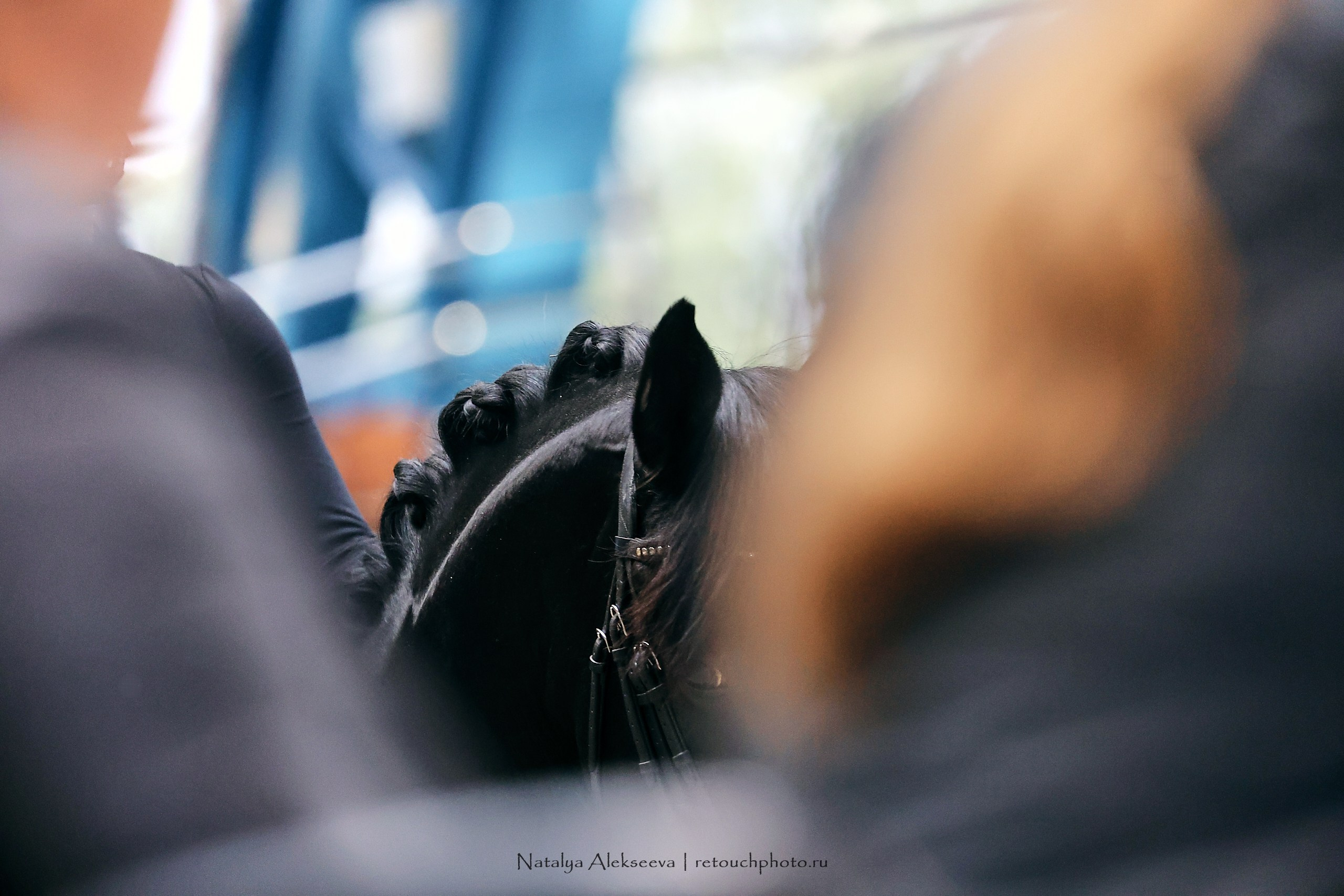 Звезды Евразии по выездке, Минск | 10'2023. Репортажный фотограф и ретушер в Москве Наталья Алексеева