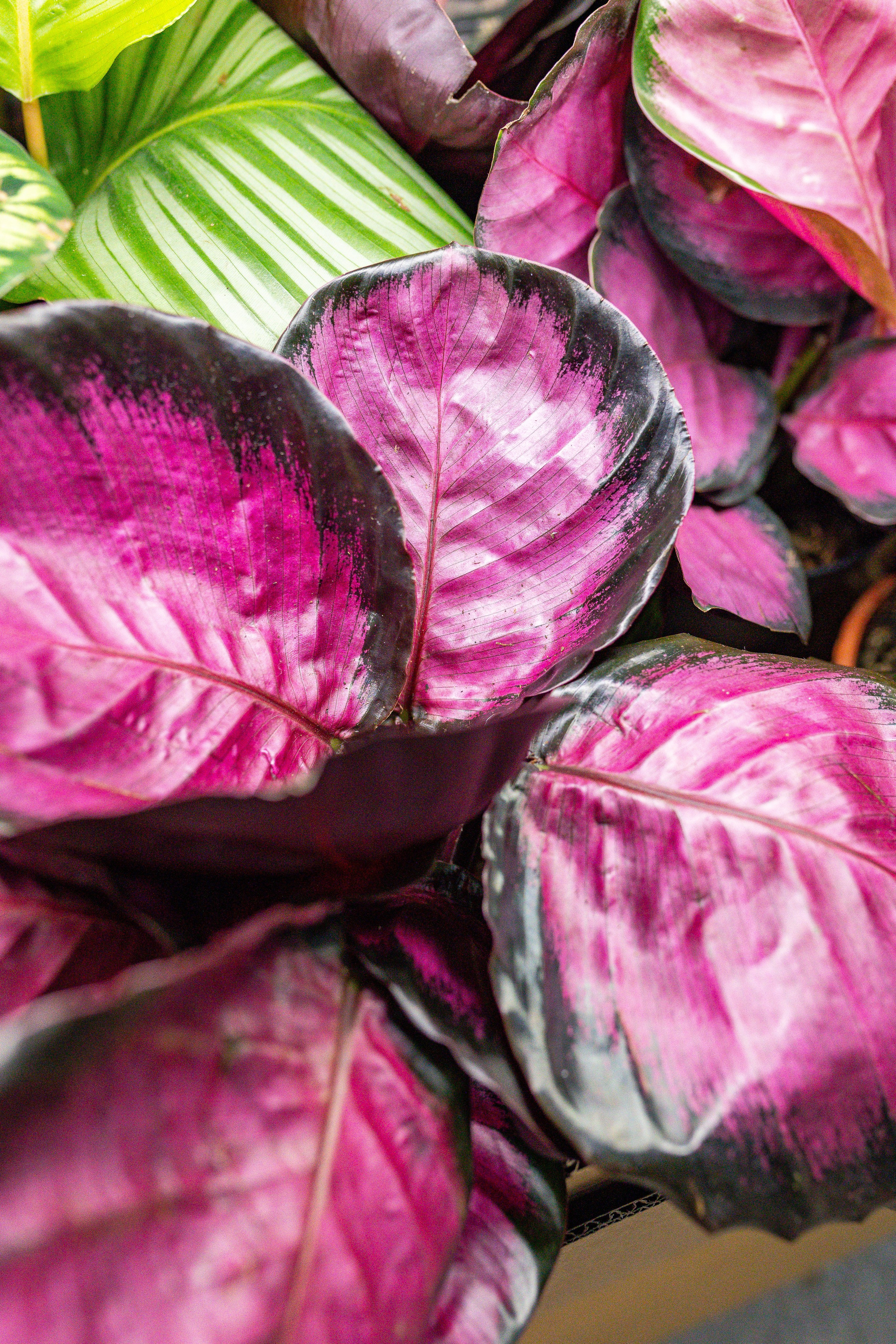 Growbox 5лет. Александра Куликова фотограф, Москва