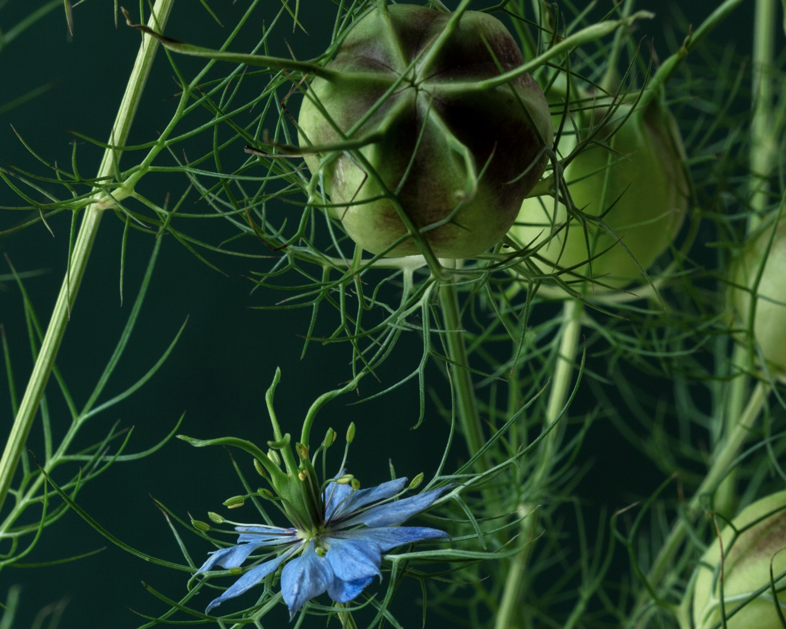 Outland. Author’s fine art prints with international delivery