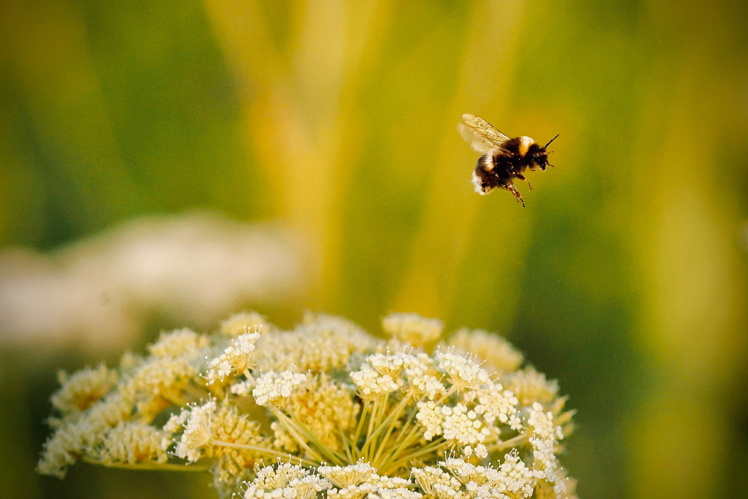 Wildlife photography. Photographer Kirill Sergeev | Moscow