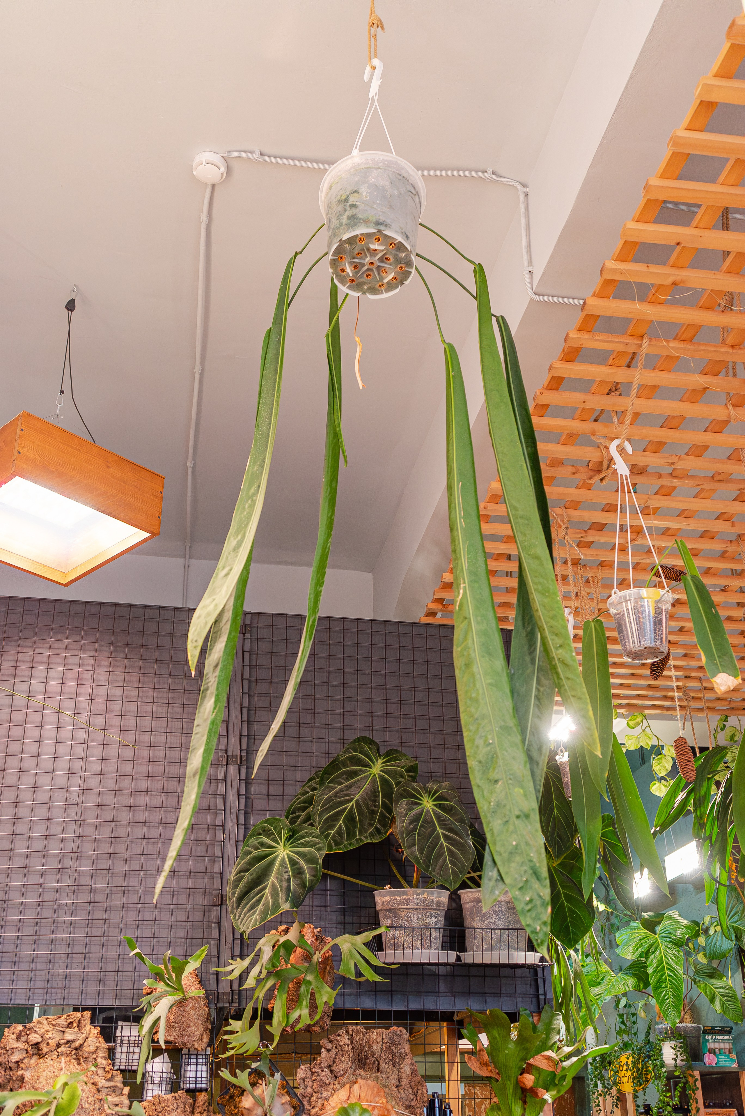 Make more plants. Александра Куликова фотограф, Москва