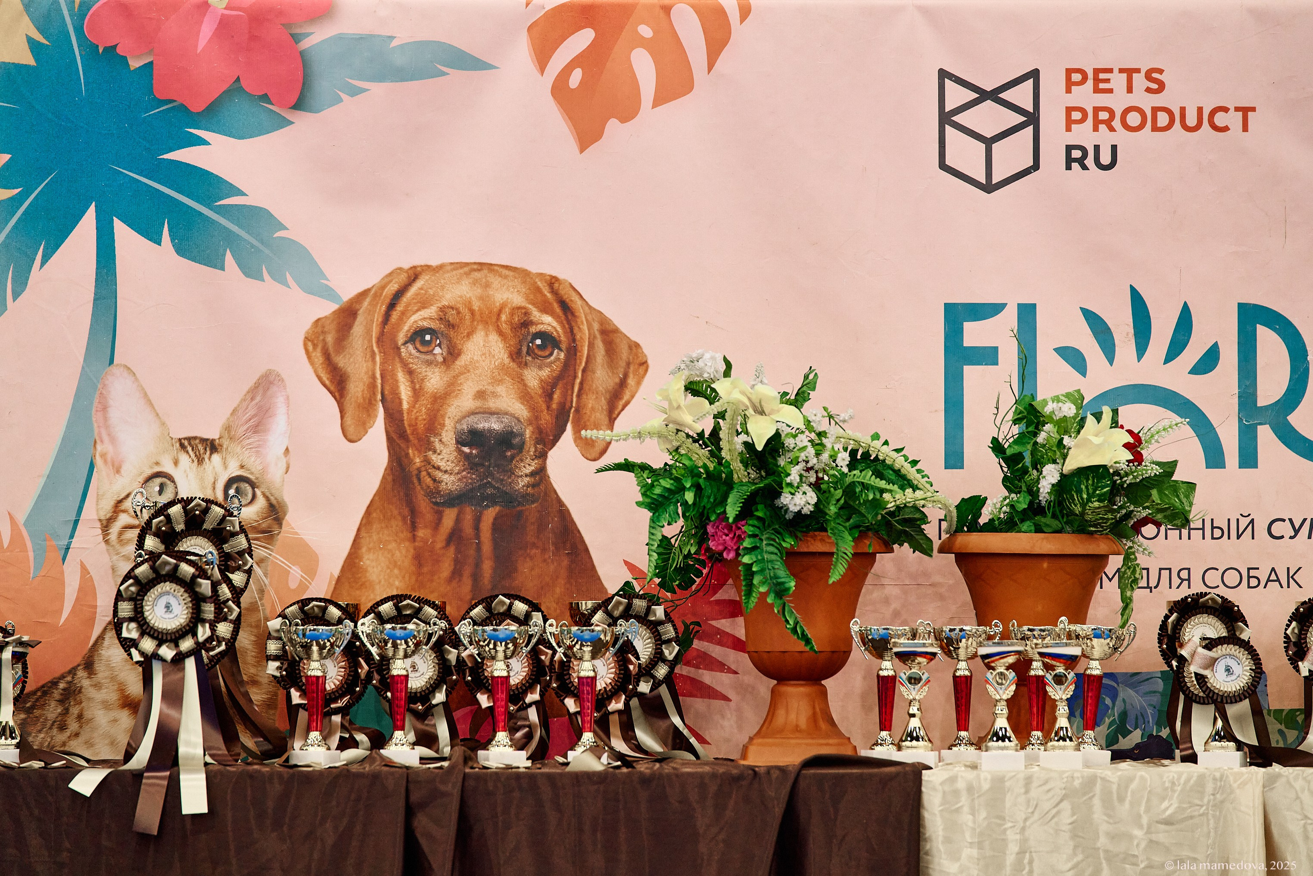 22-23 FEB 2025 | NATIONAL DOG SHOW «BALTIC TRIUMPH-2025»