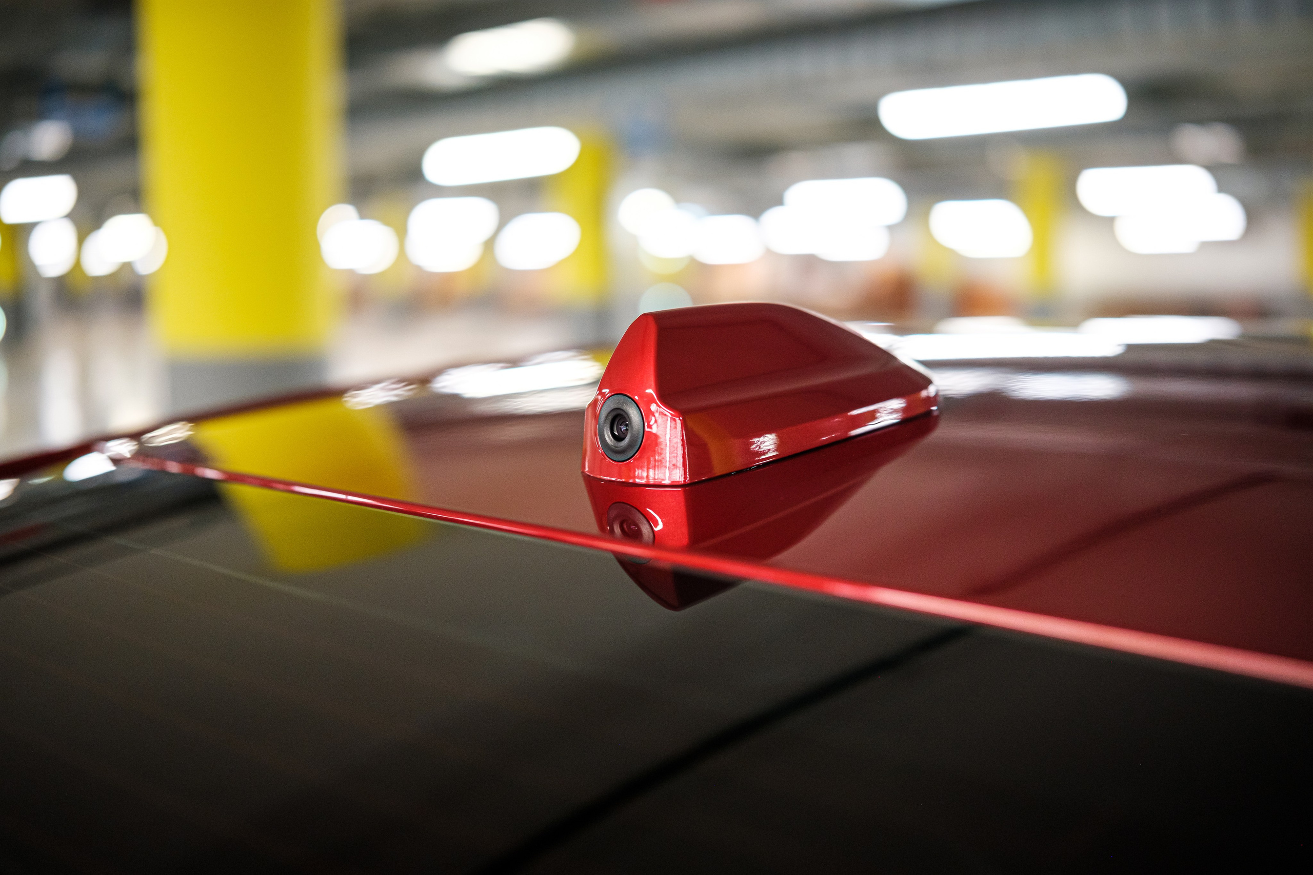 Кэдди. Алексей Никифоров фотограф Москва, Химки