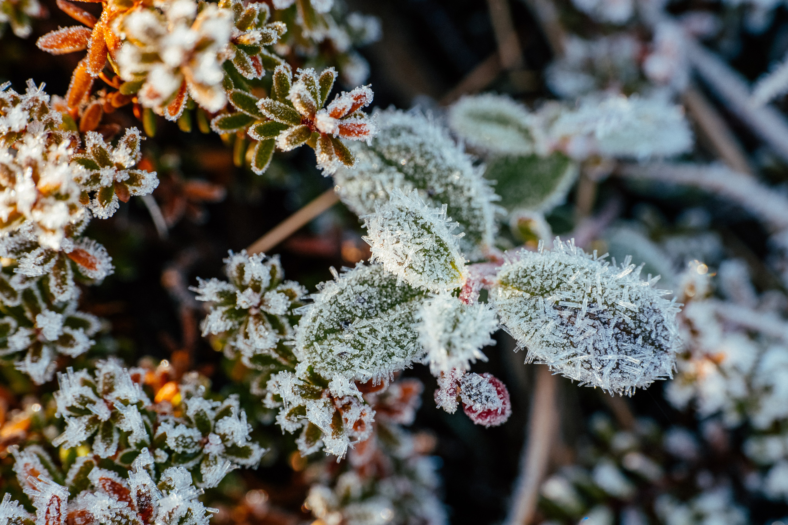 КАРЕЛИЯ / ОСЕНЬ. Создание контента | Фото | Видеосъемка | Александр Ярков