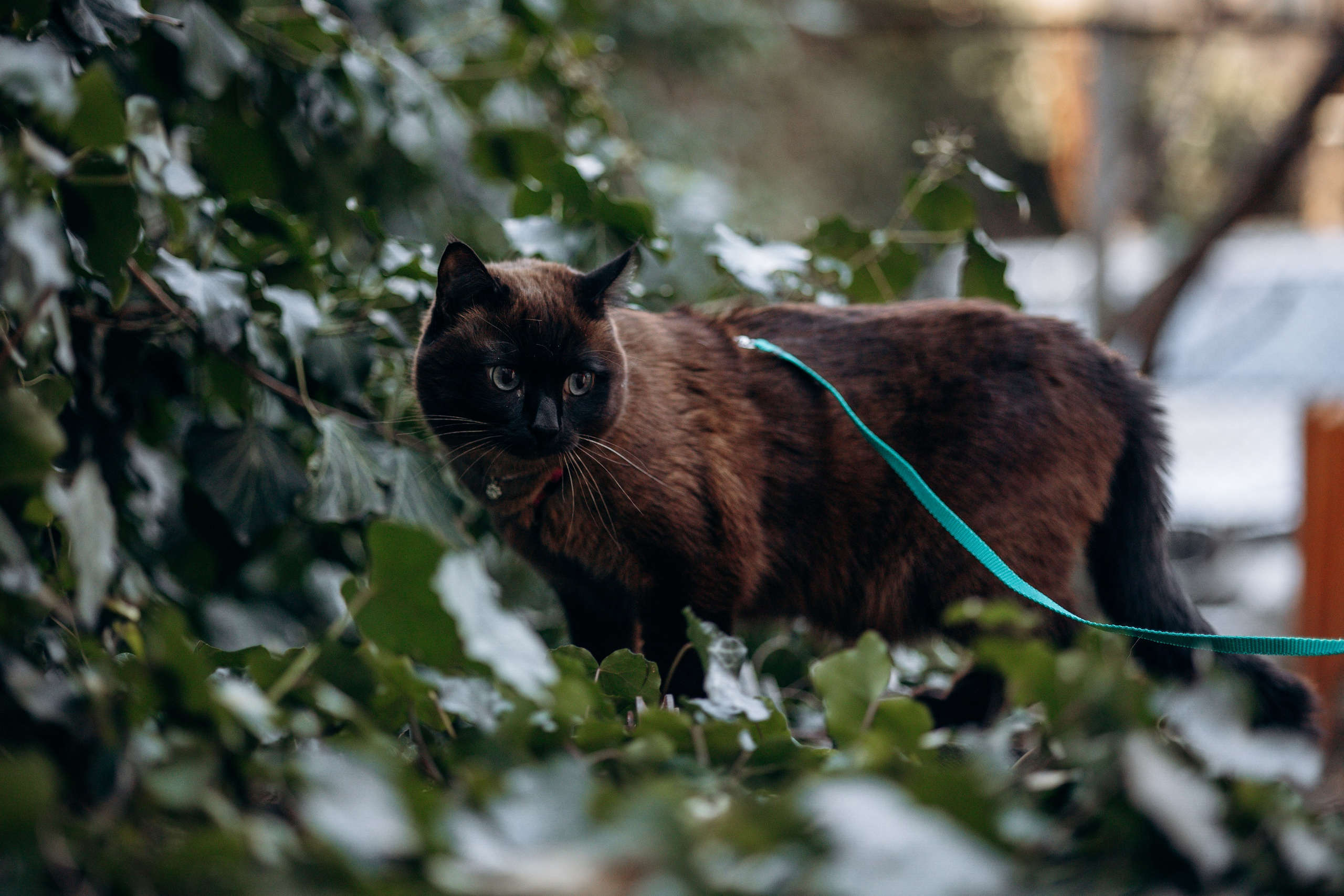Саша и ее хвосты. Фотограф — Анималист | Санкт-Петербург