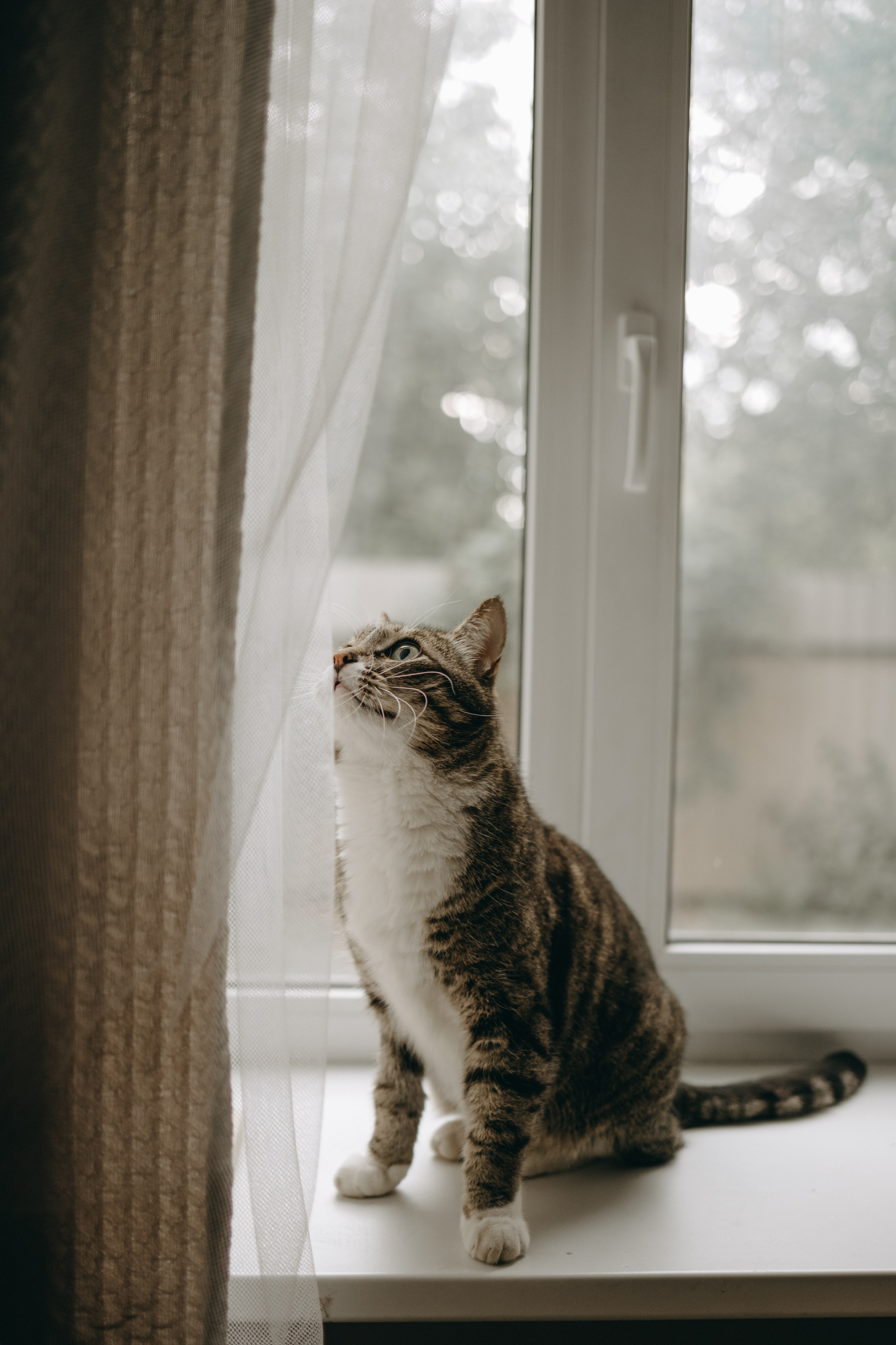 Софа и ее хвостики. Фотограф — Анималист | Санкт-Петербург