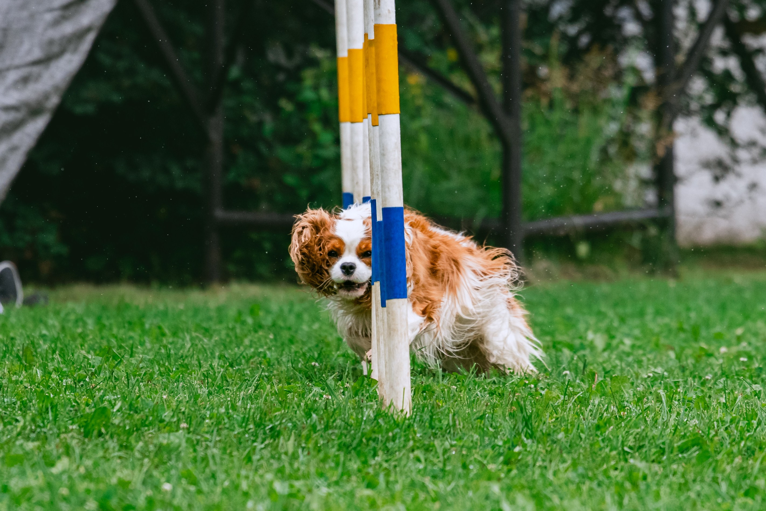 Соревнования по аджилити Долгопрудный 30.06.2025. Фотограф-анималист Татьяна Степанова