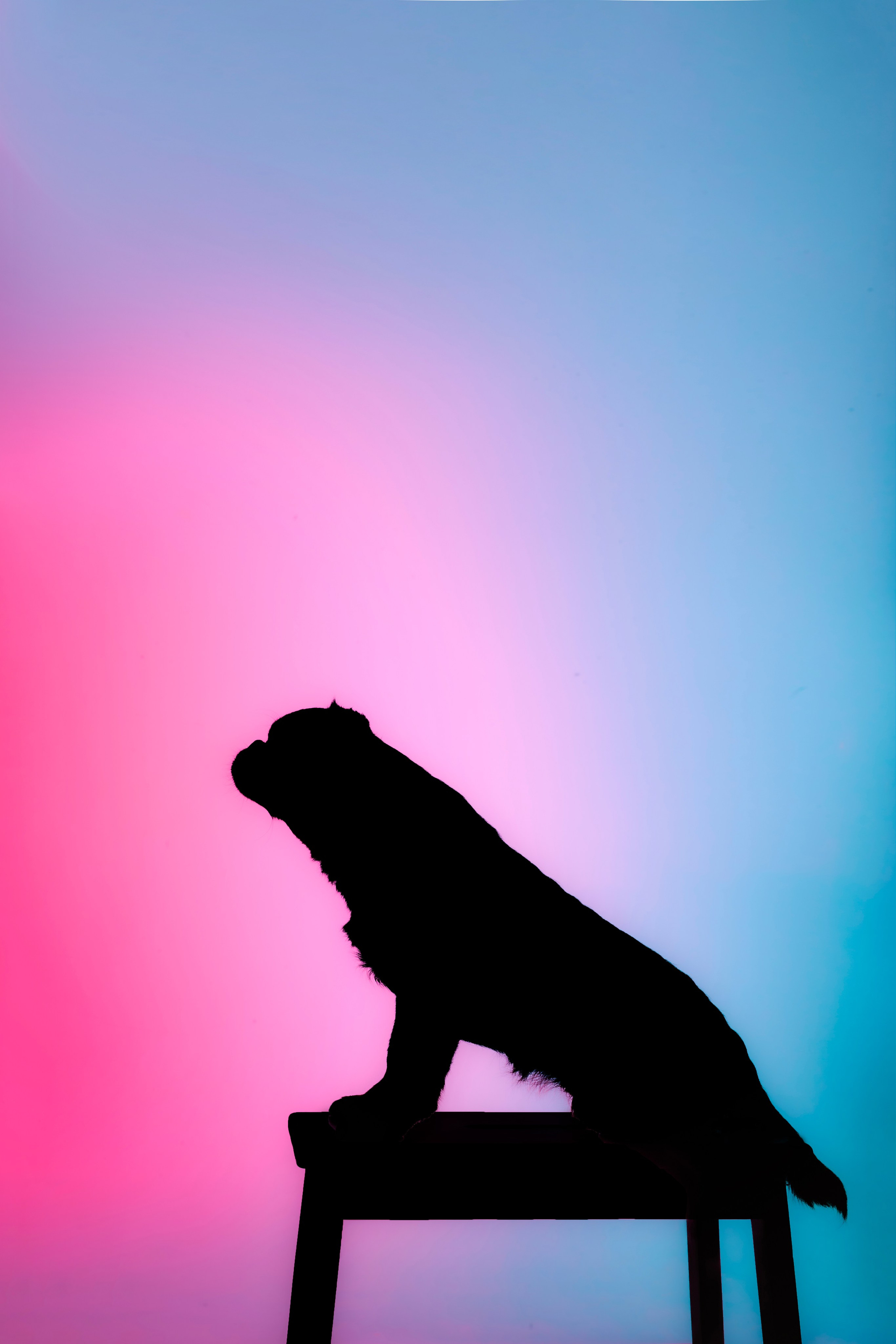 Студийная фотосессия с цветным светом. Фотограф-анималист Татьяна Степанова