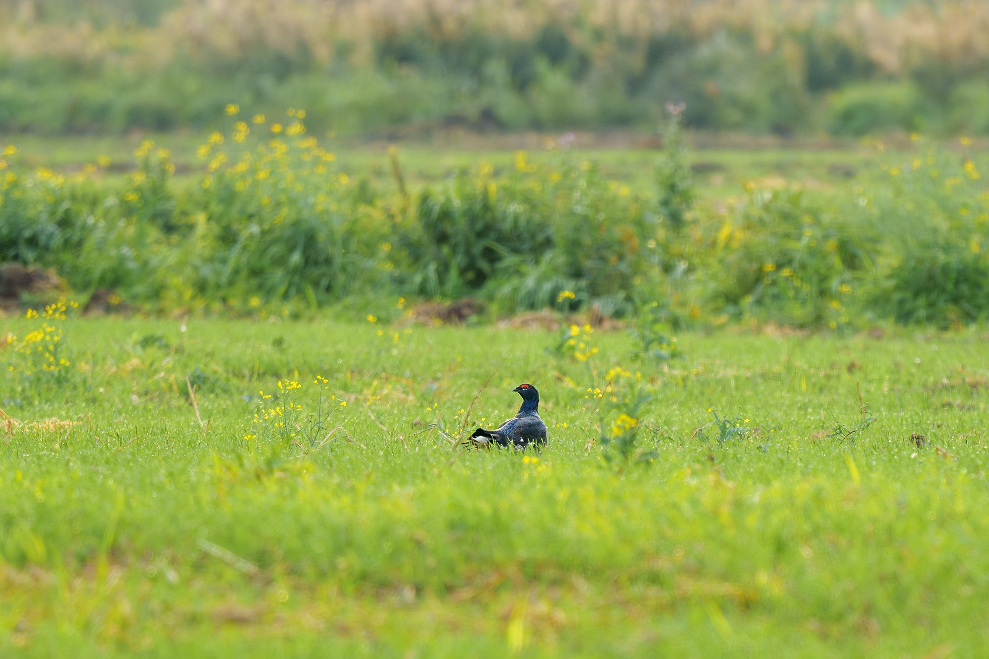 Удивительные мир птиц. Вокруг нас столько прекрасного — присмотритесь!. Ваш личный фотограф Марина Волкова