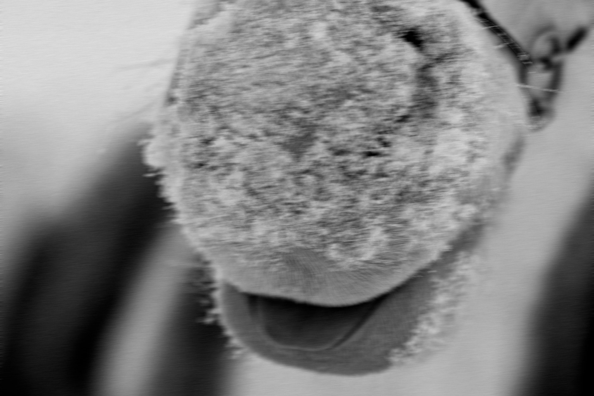 Портрет лошади, лошадь, конь, фото лошади, фотография лошади, конный фотограф, съемка лошадей, фотограф лошадей, конная фотография, конный фотограф, конный фотограф в спб, профессиональный фотограф спб, фотограф спб, ахалтекинец, рысак, спортивная лошадь, конный клуб, фотосессия с лошадьми, тракененская лошадь, зима, лошадь зимой, пейзаж, зимний лес свободные лошади, орловец, орловский рысак, орловская рысистая порода, новый год, новогодняя фотосессия, съемки с лошадьми, фото с лошадью