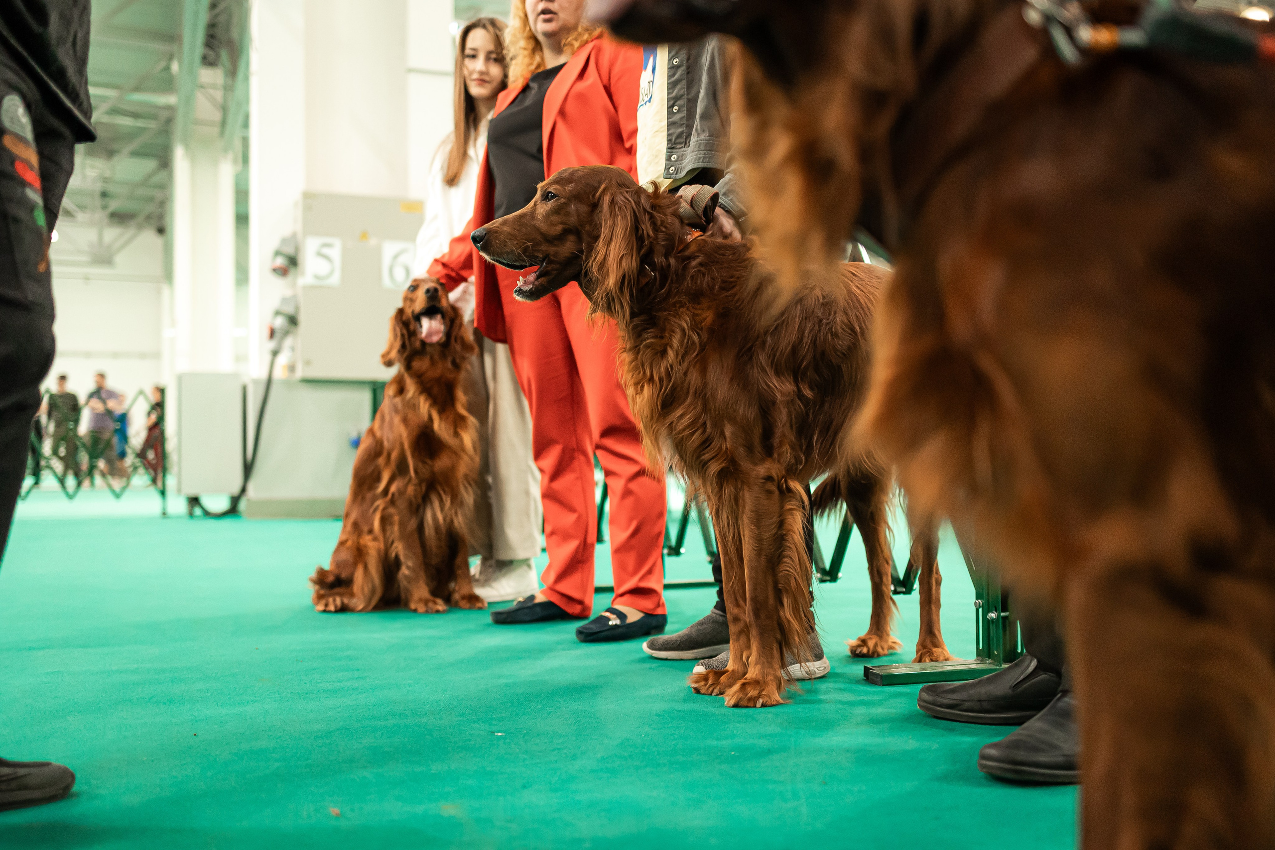 Выставка сеттеров 19.05.24